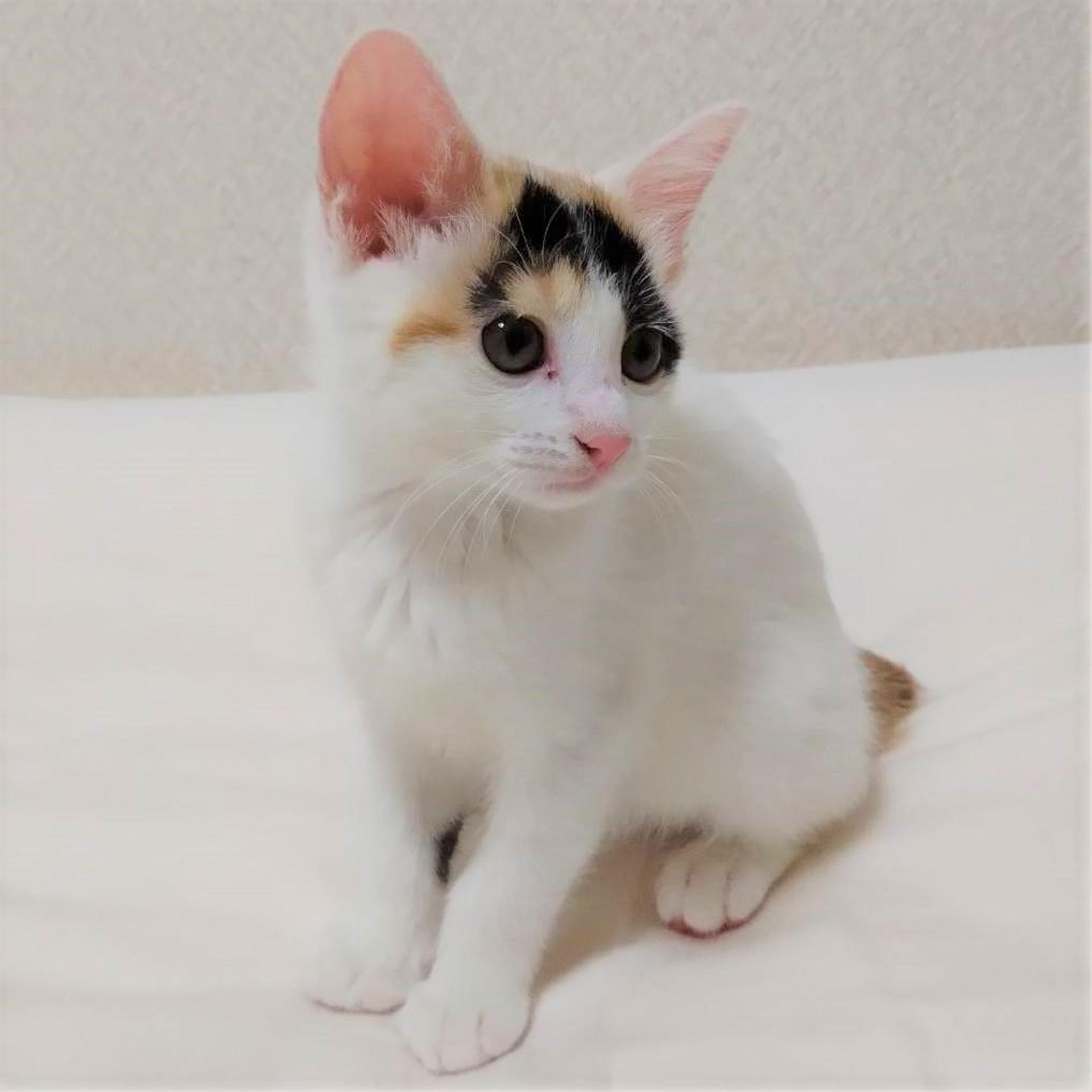 pet-image-2