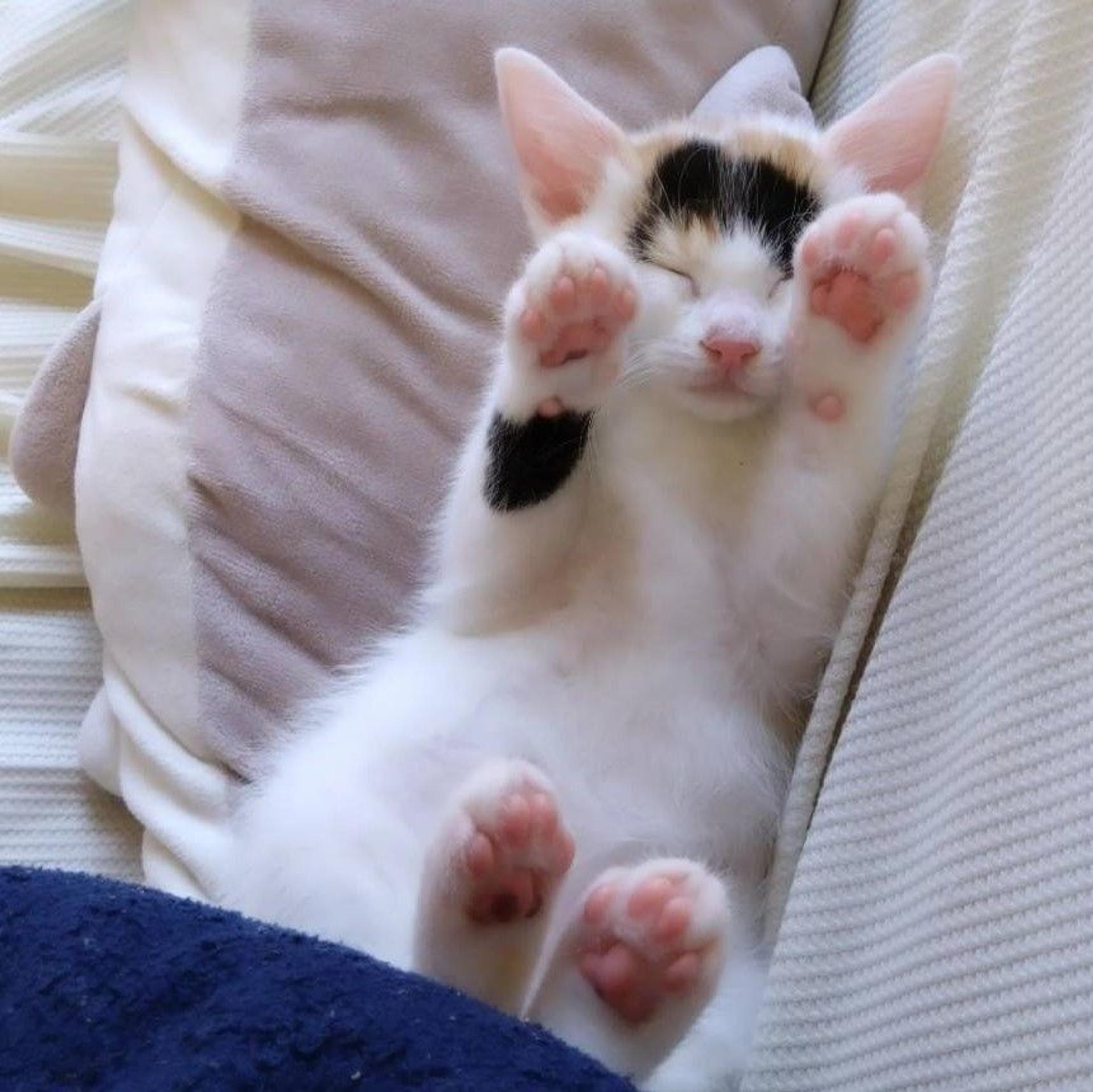 pet-image-3