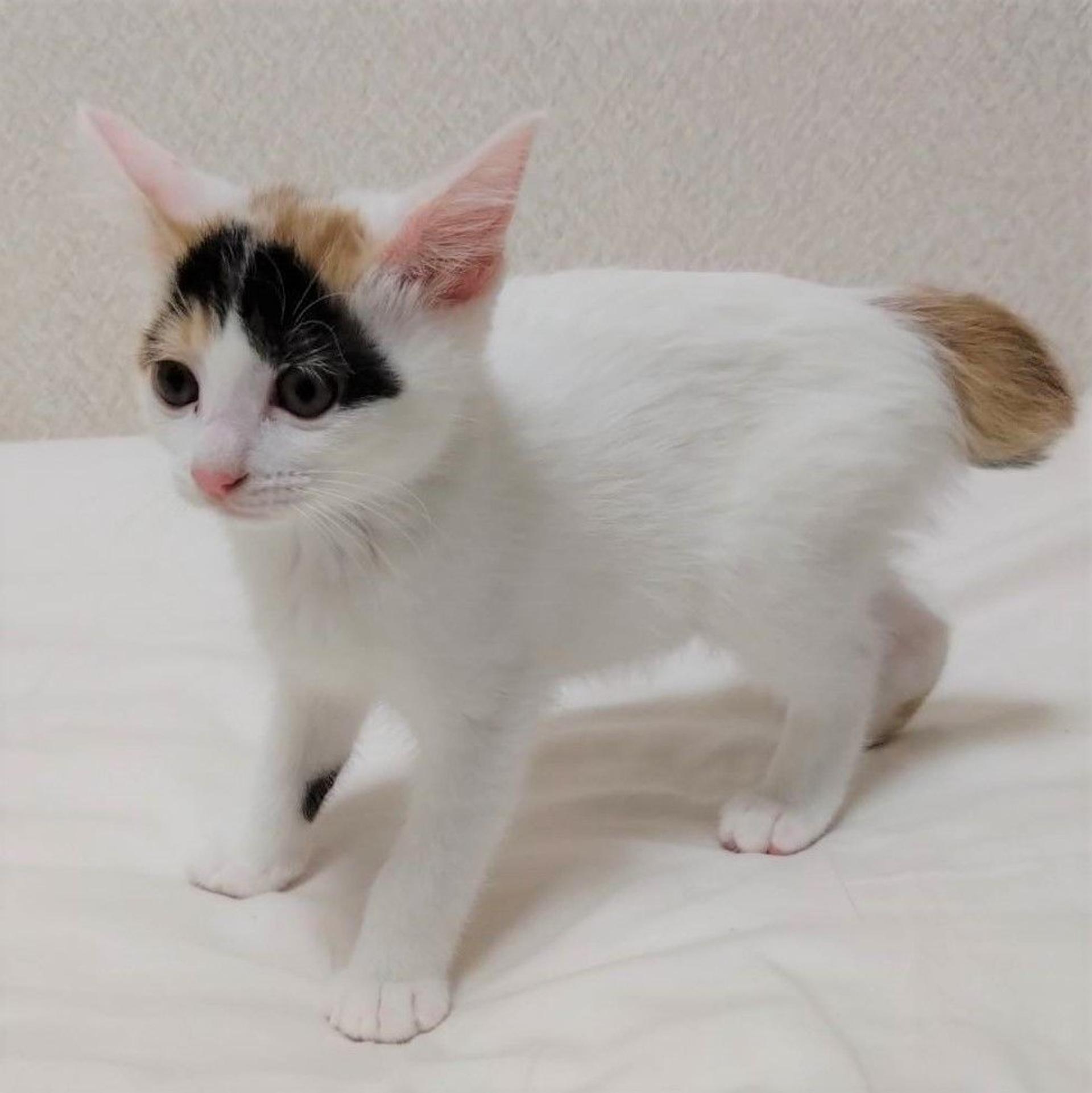 pet-image-5