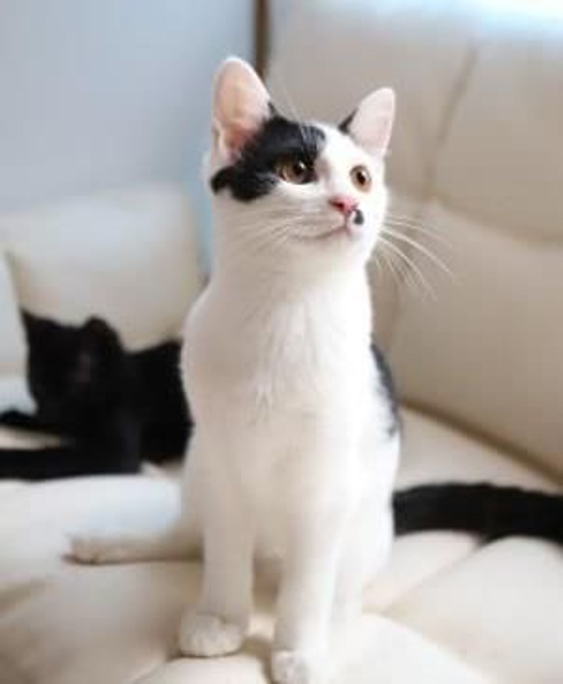 雑種（ミックス猫）・オスの里親募集の写真