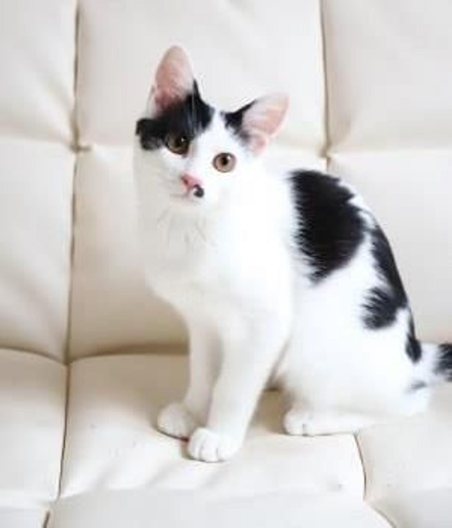 pet-image-3