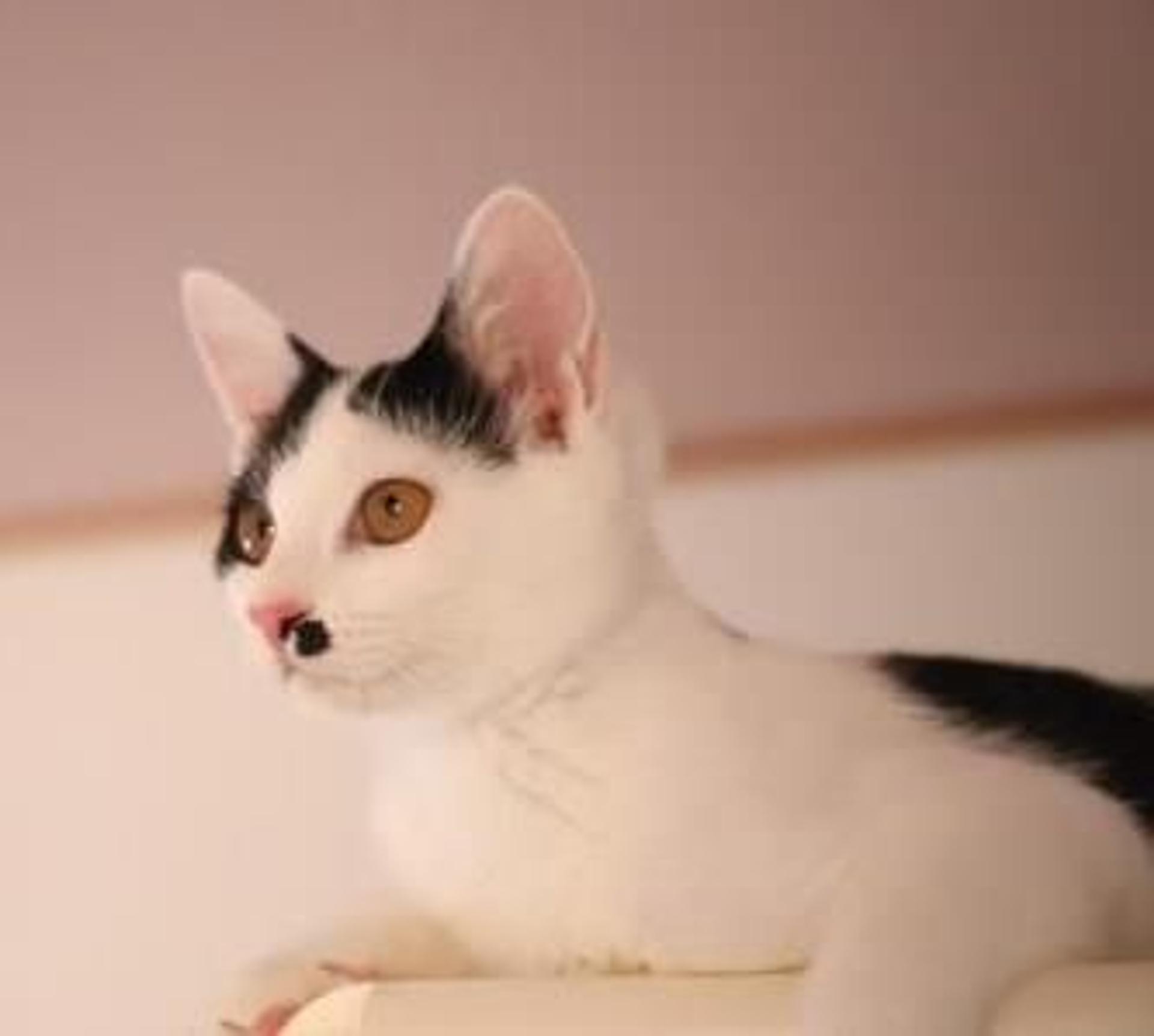 pet-image-5