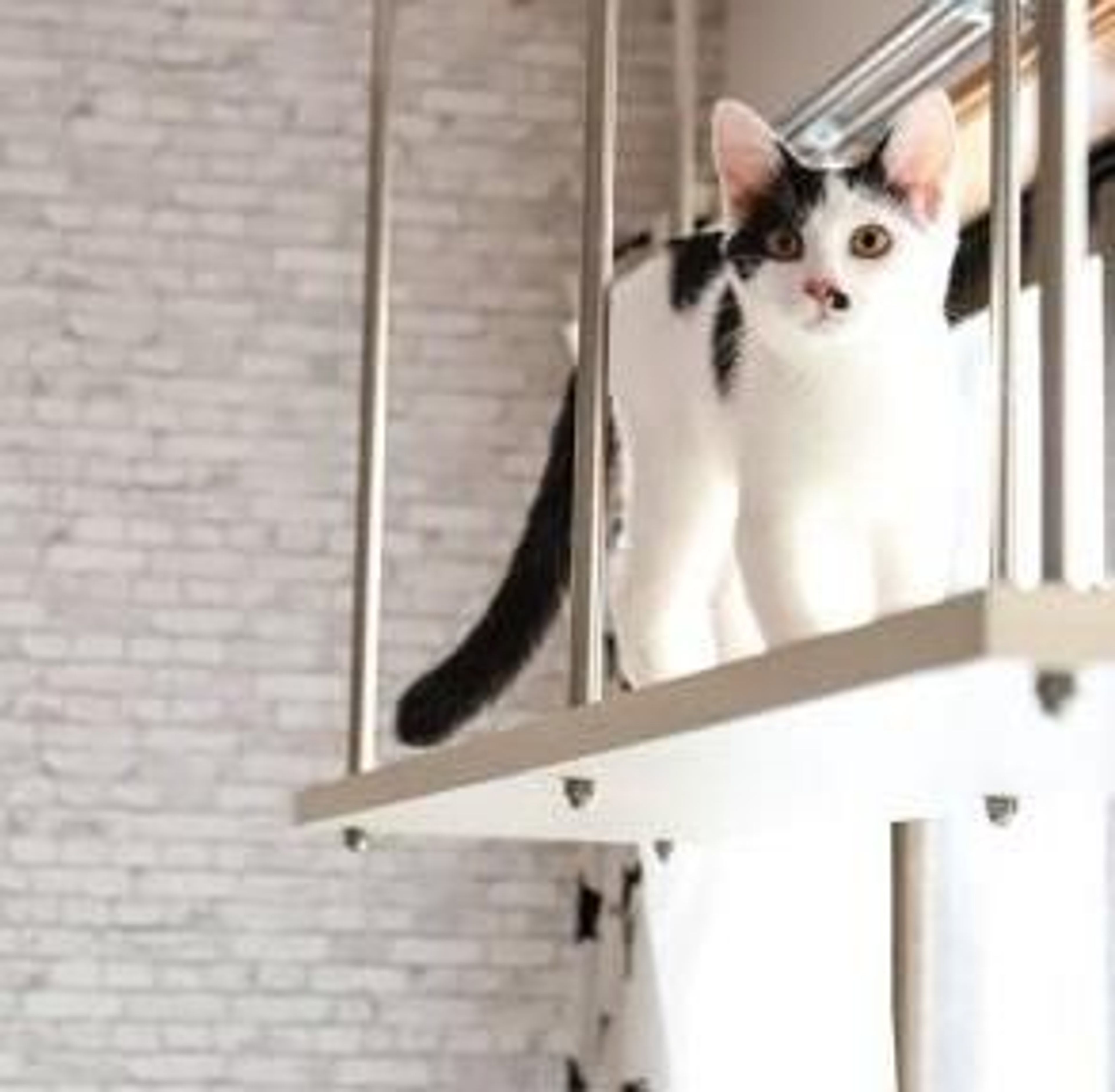 pet-image-6