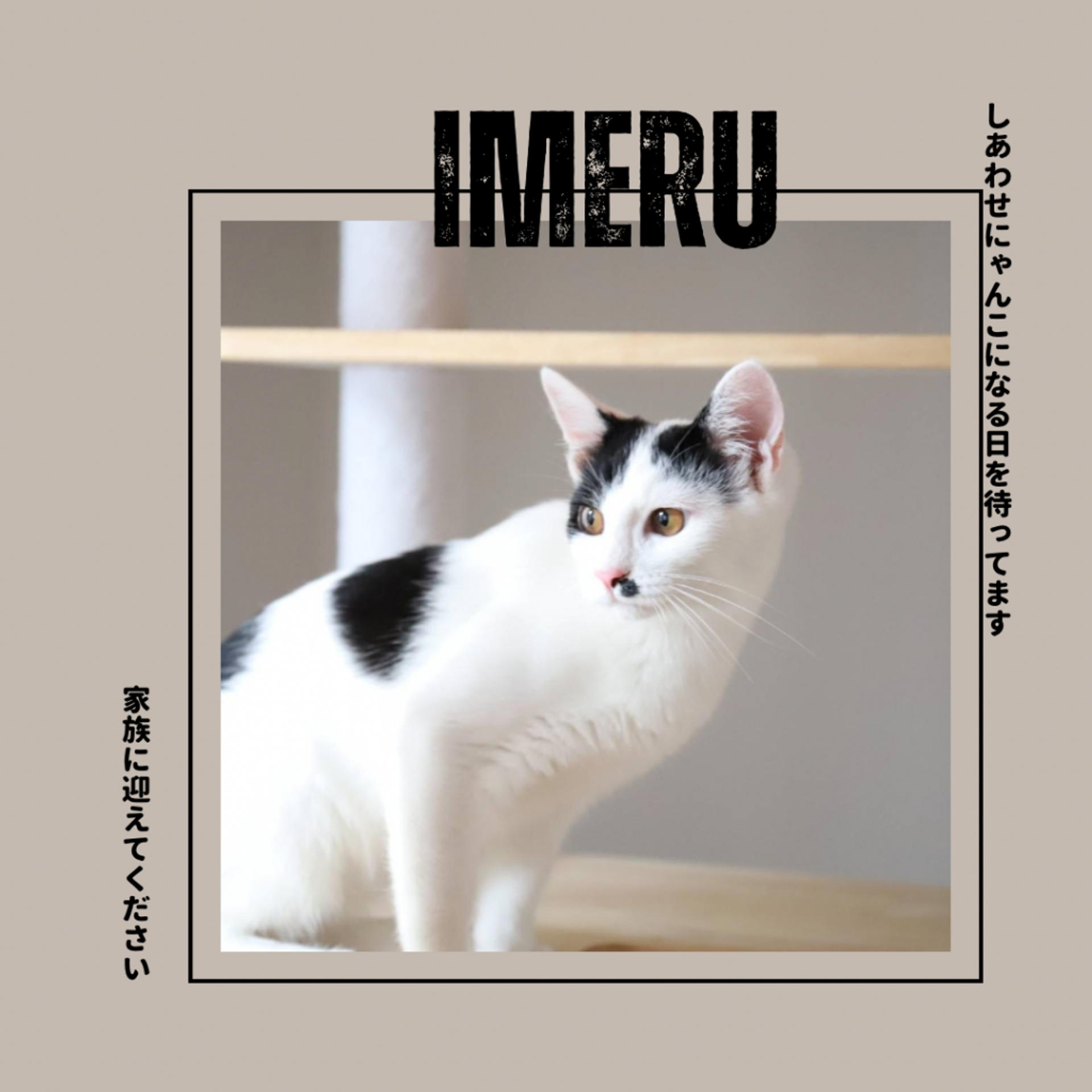 pet-image-7
