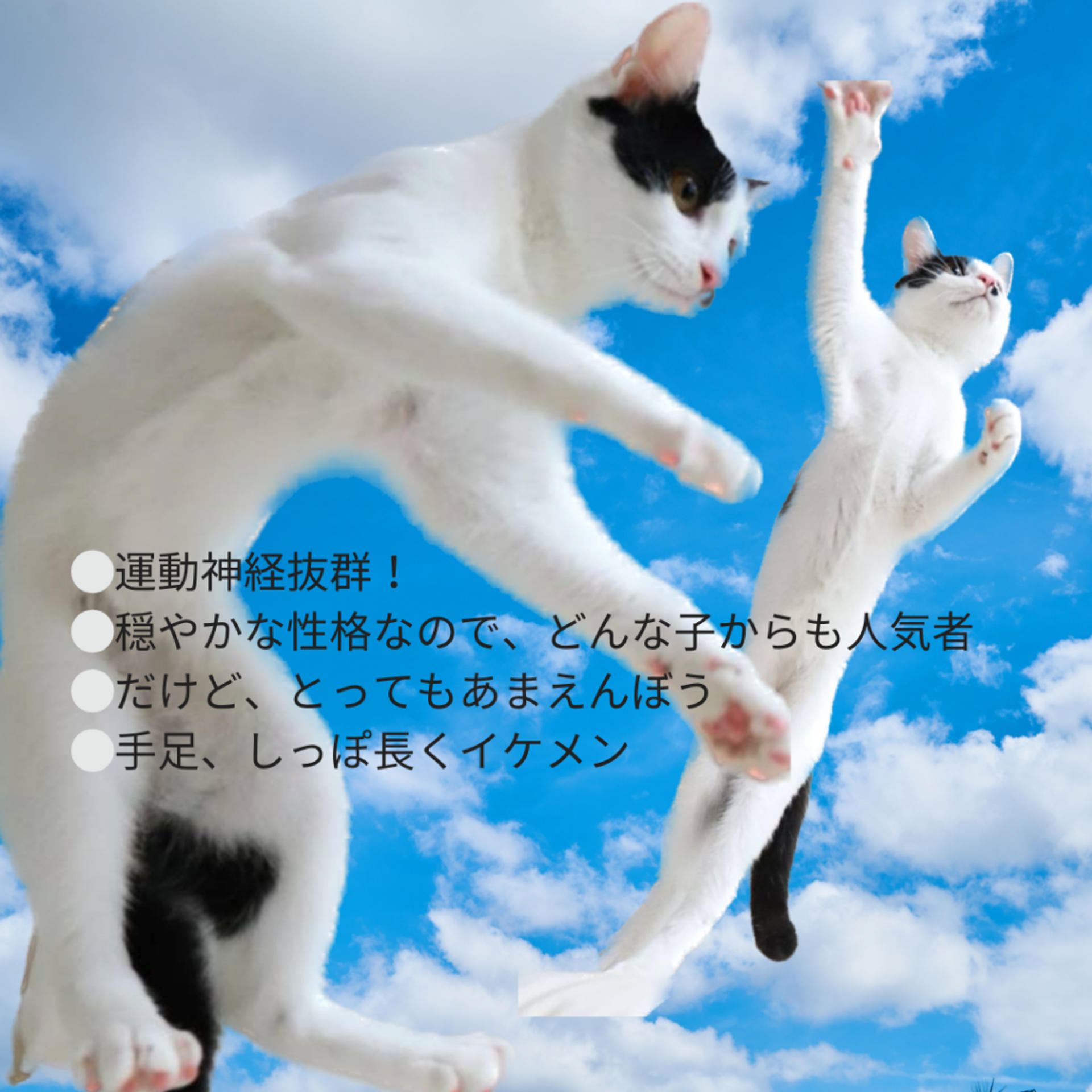 pet-image-8