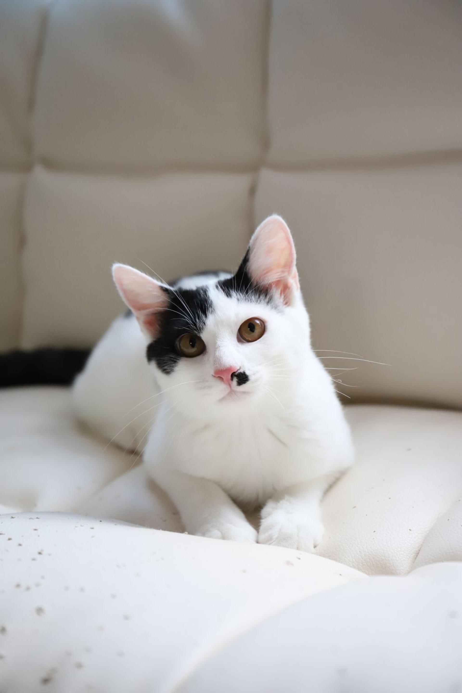 pet-image-2