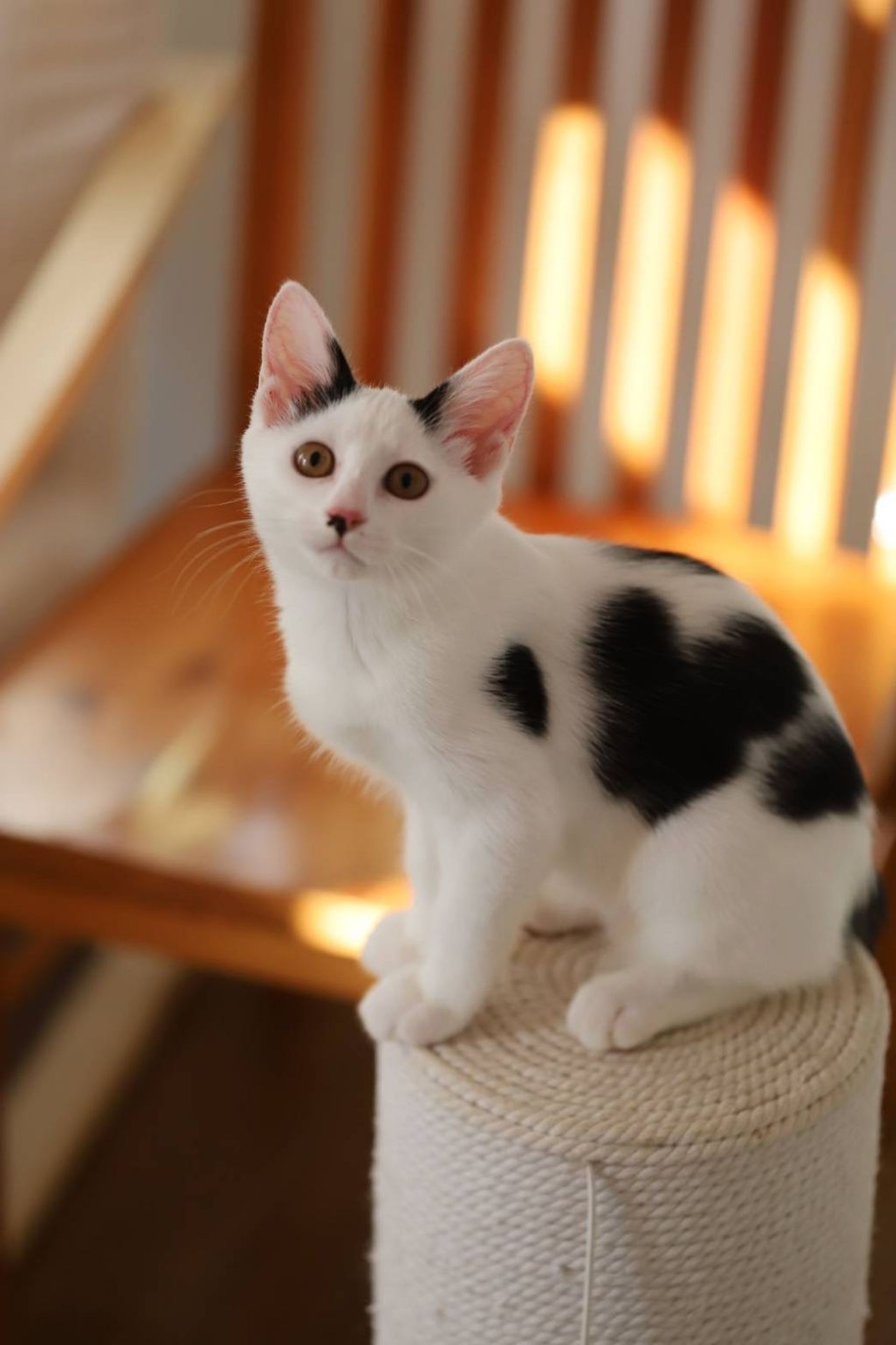 雑種（ミックス猫）・メスの里親募集の写真