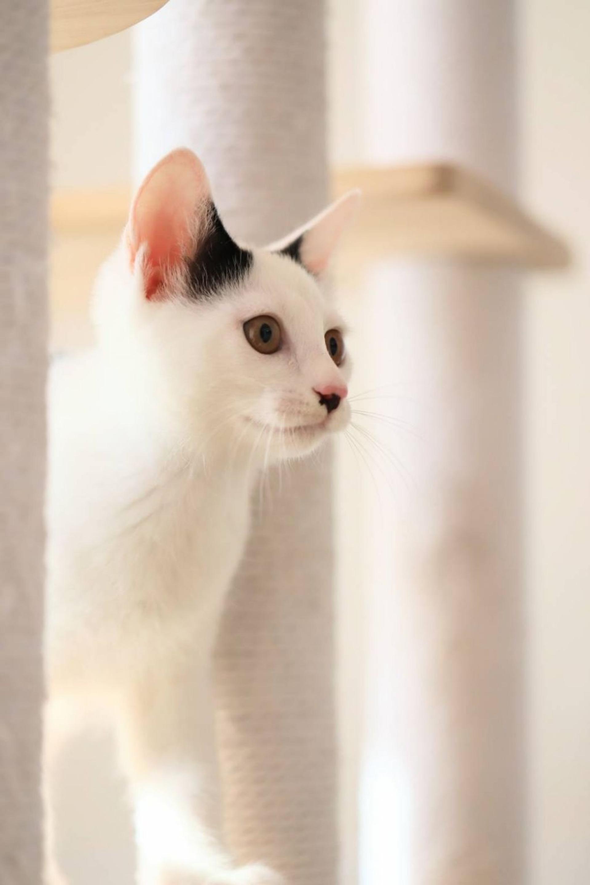 pet-image-3