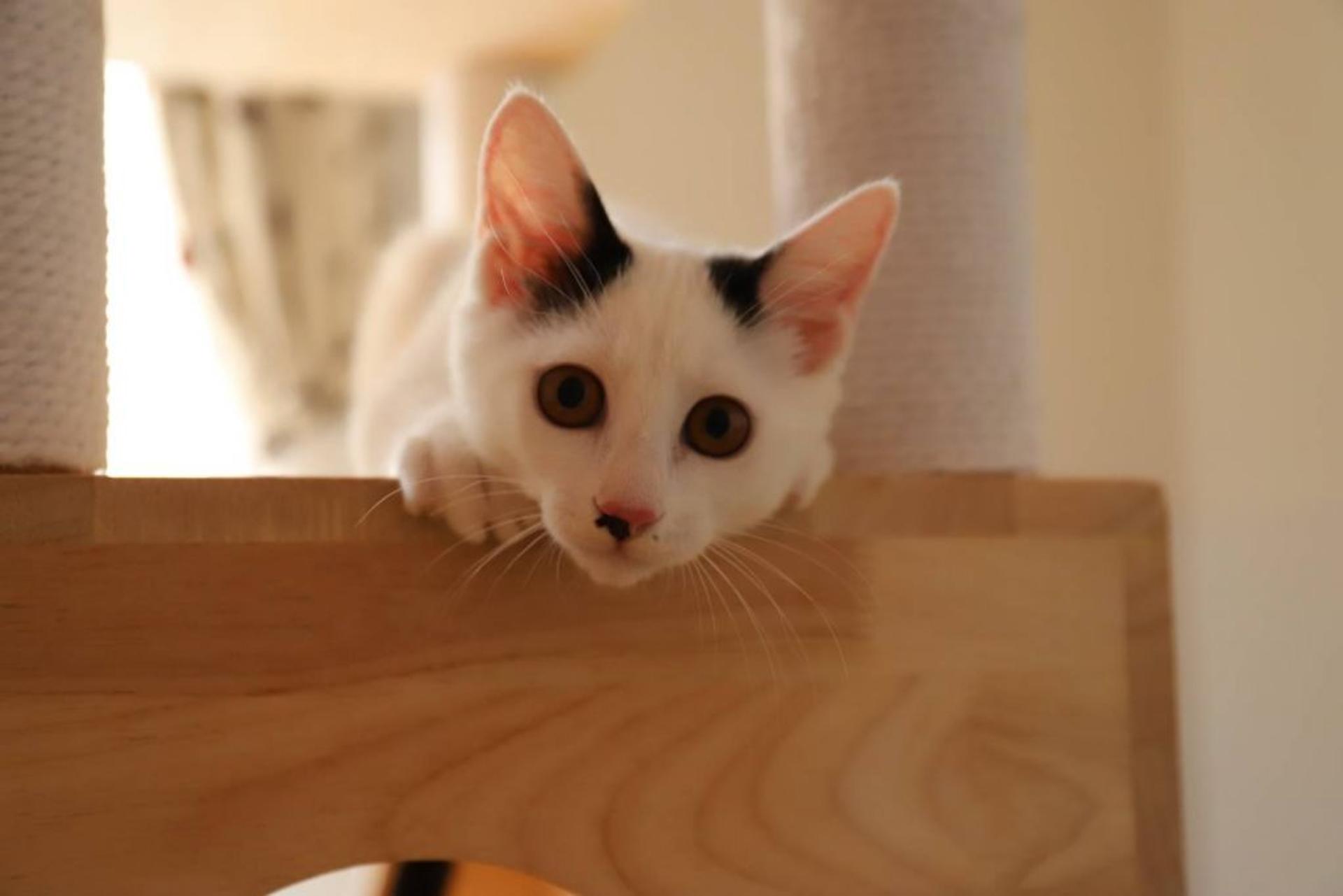 pet-image-4