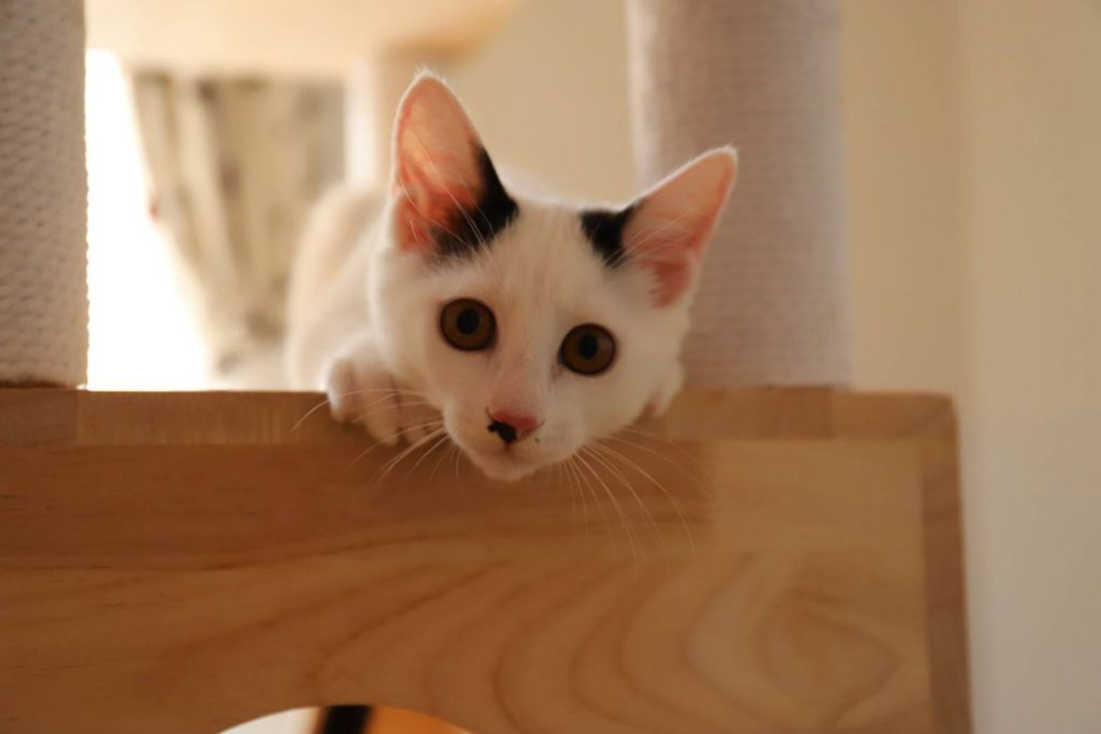 pet-image-4