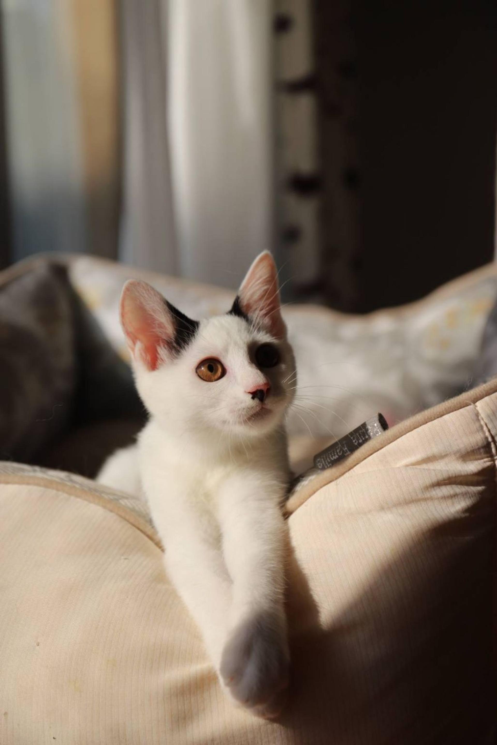 pet-image-5