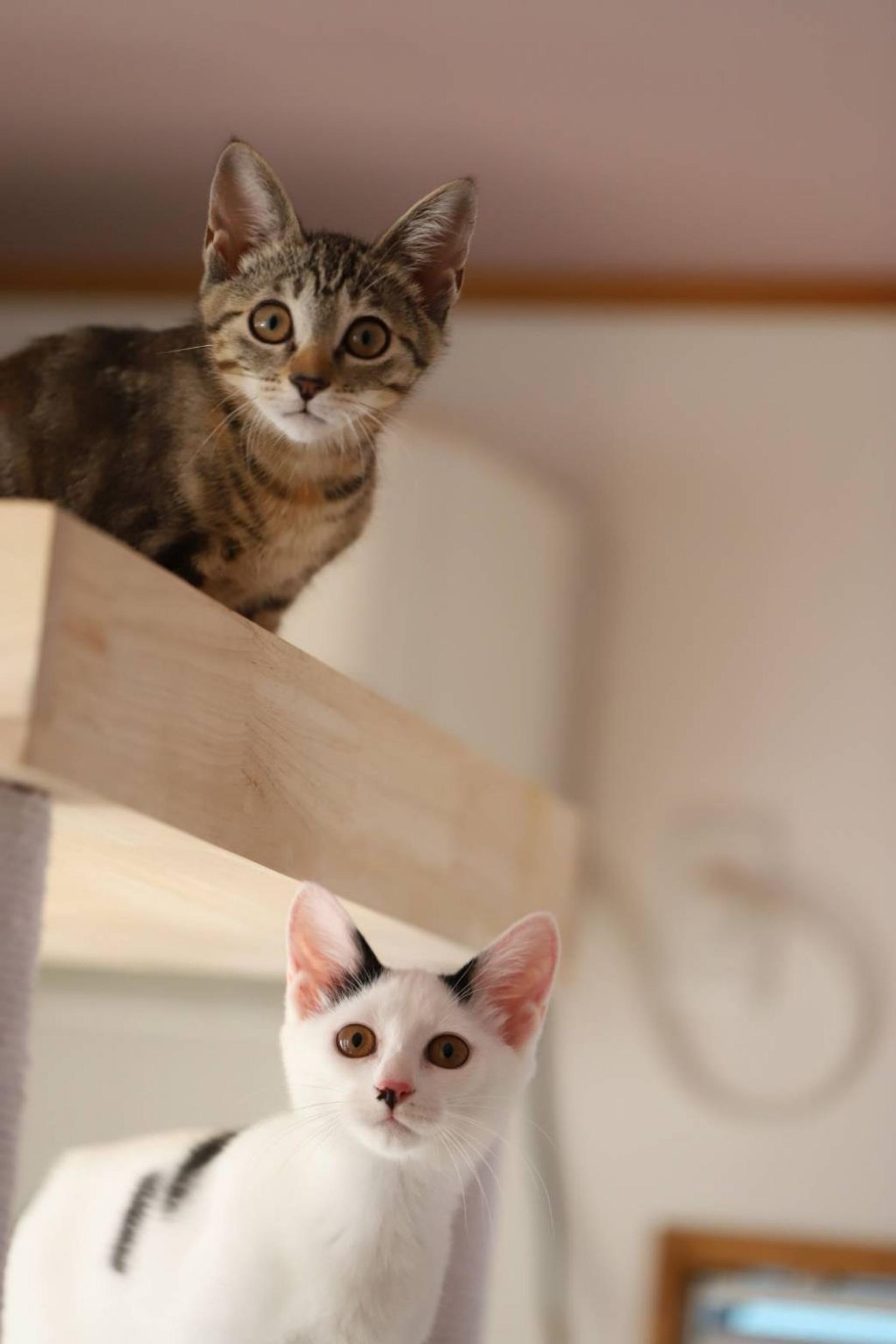 pet-image-6
