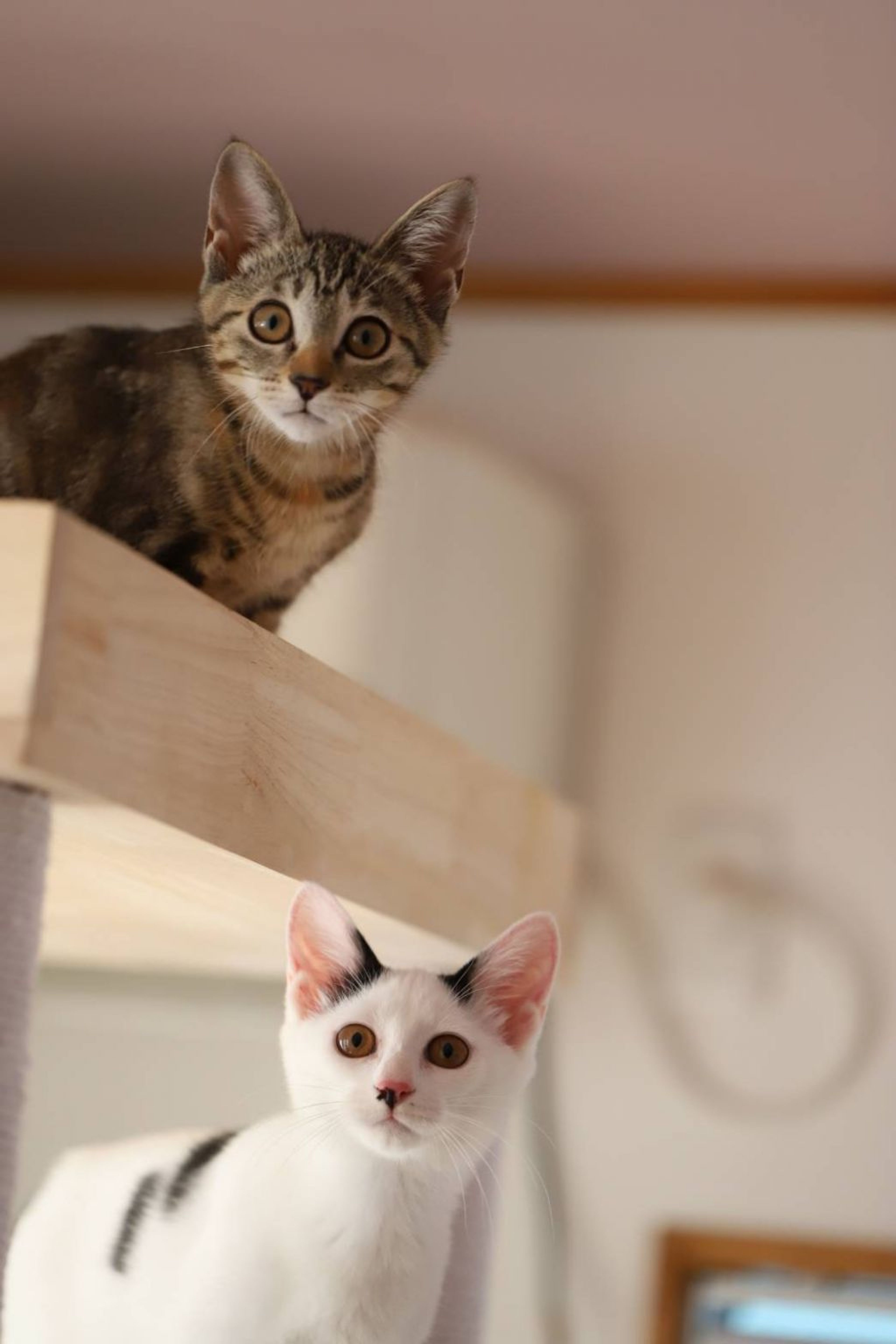pet-image-6