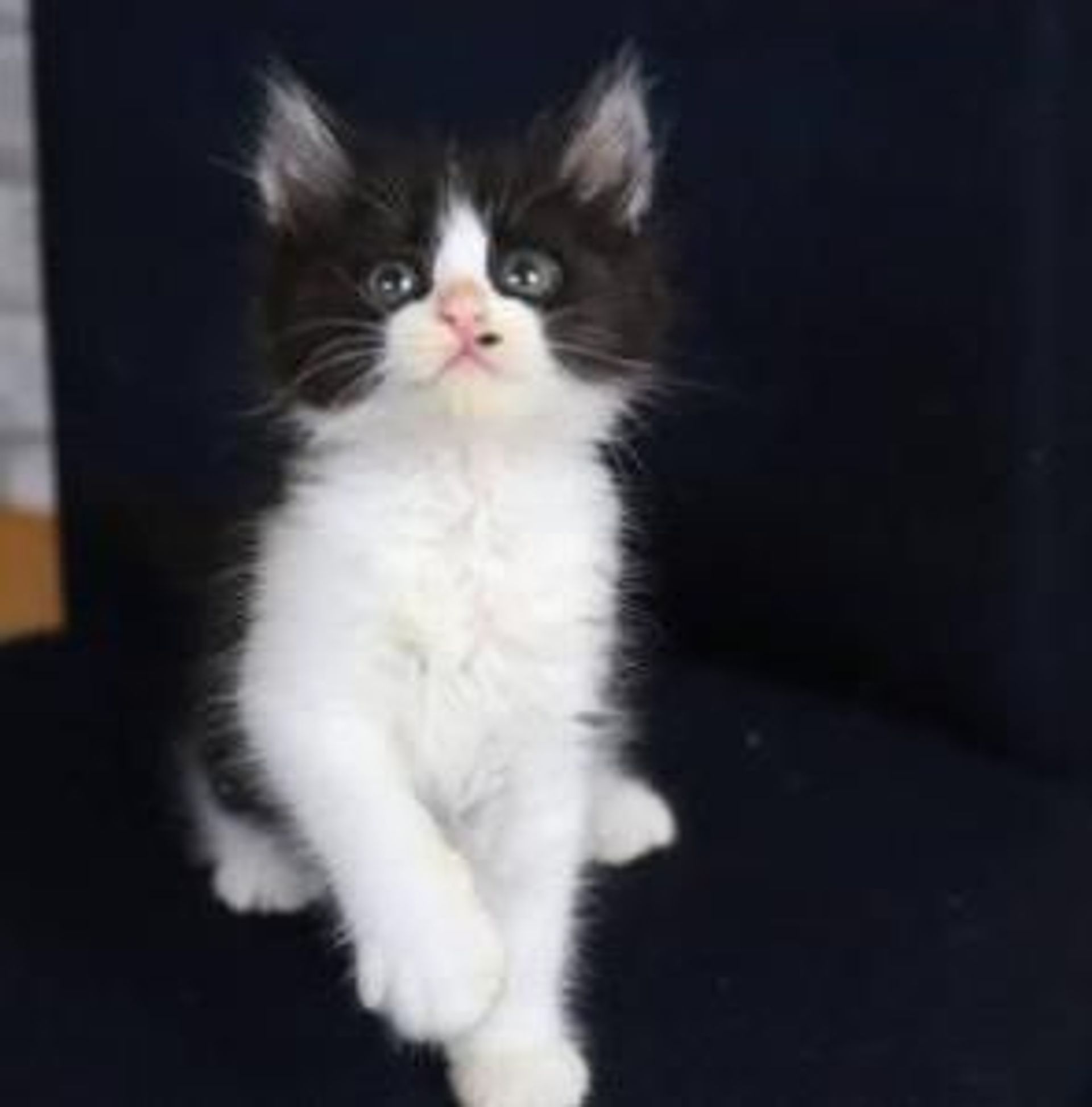 雑種（ミックス猫）・メスの里親募集の写真