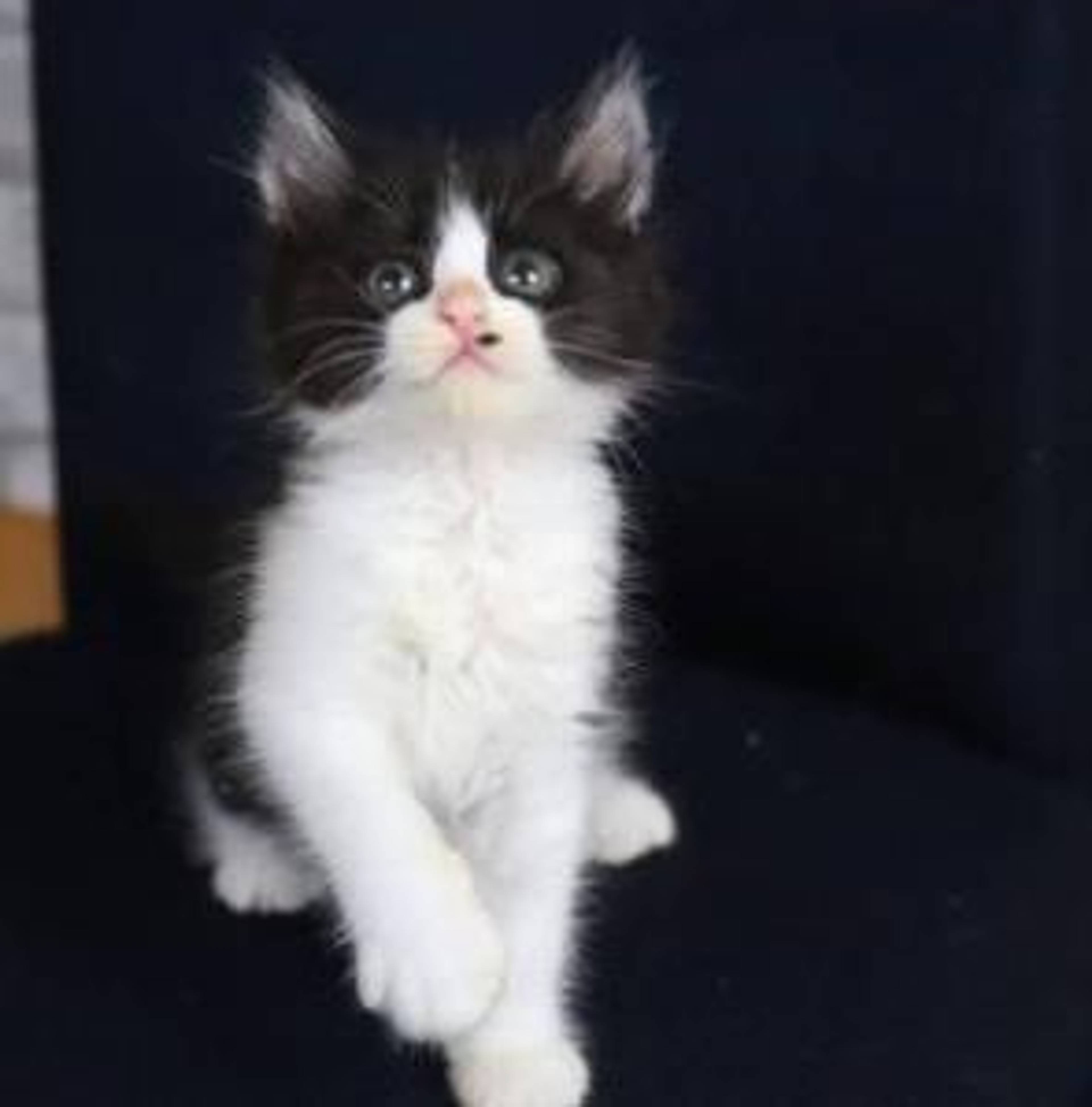 雑種（ミックス猫）・メスの里親募集の写真