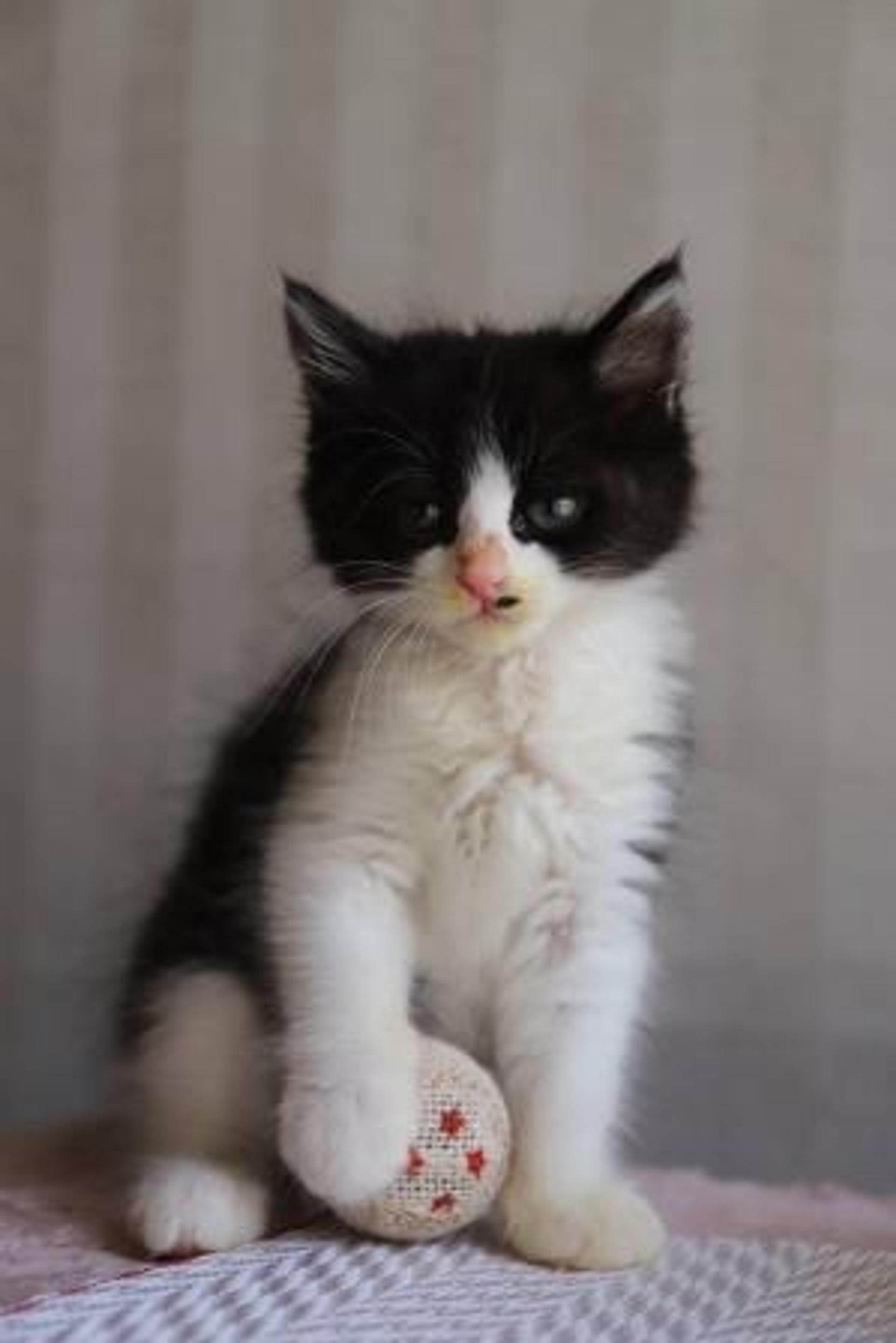 pet-image-2