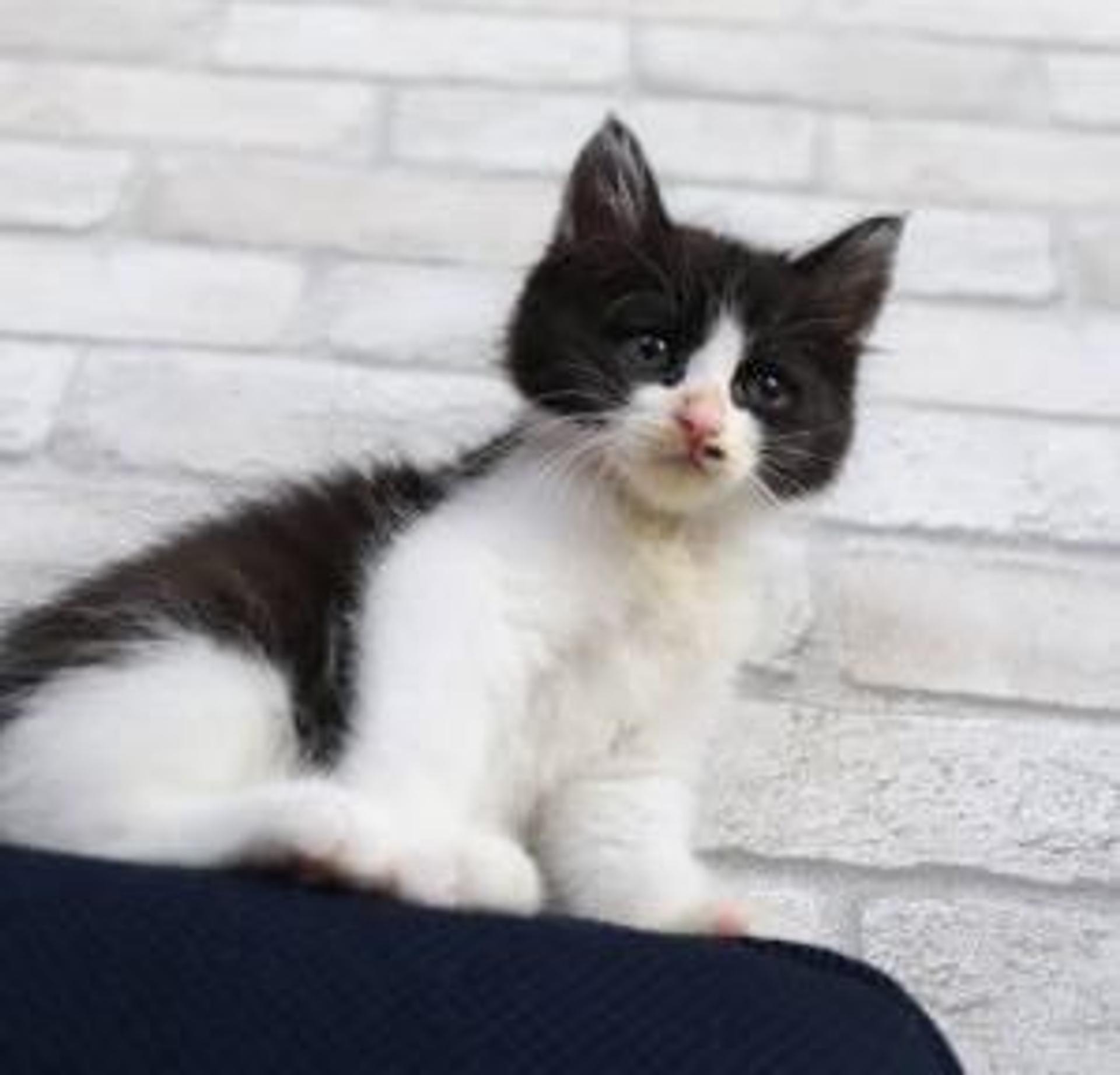 pet-image-3