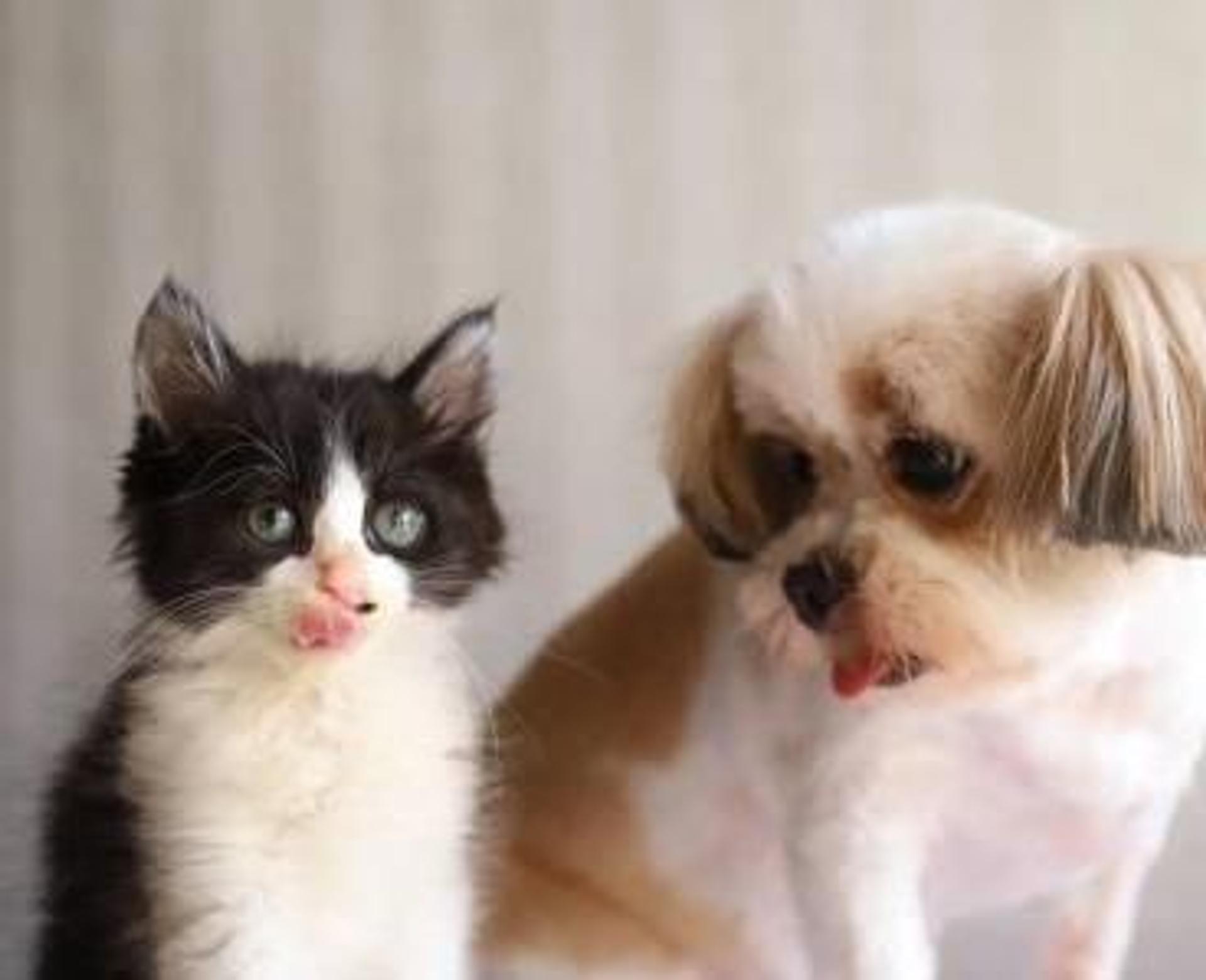 pet-image-4