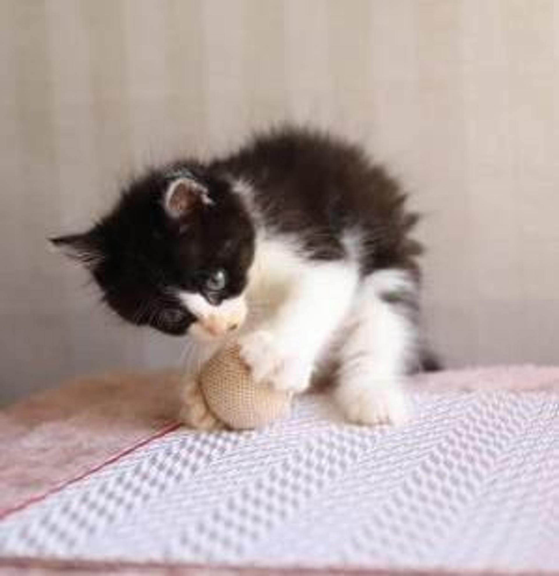 pet-image-5