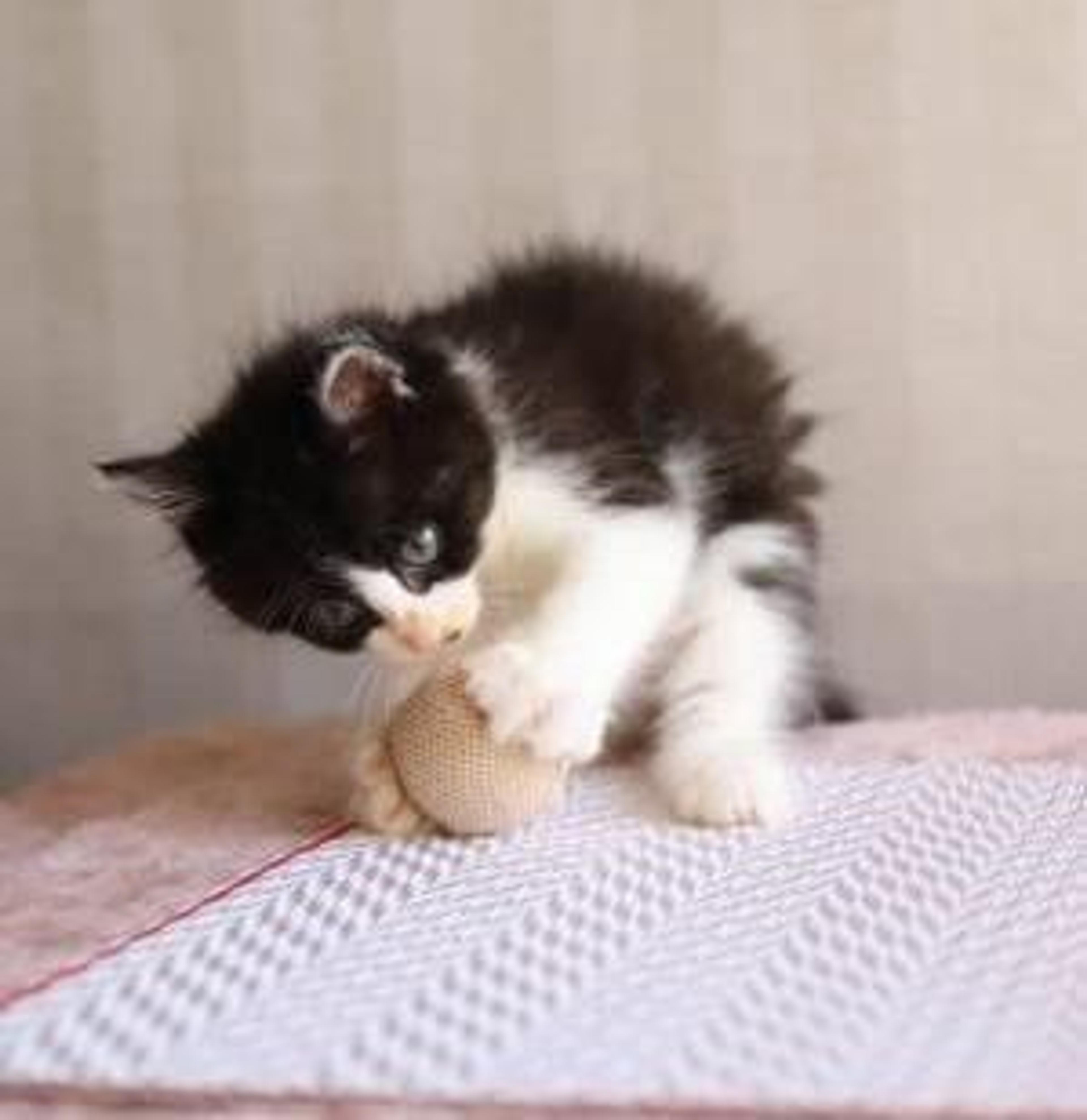 pet-image-5