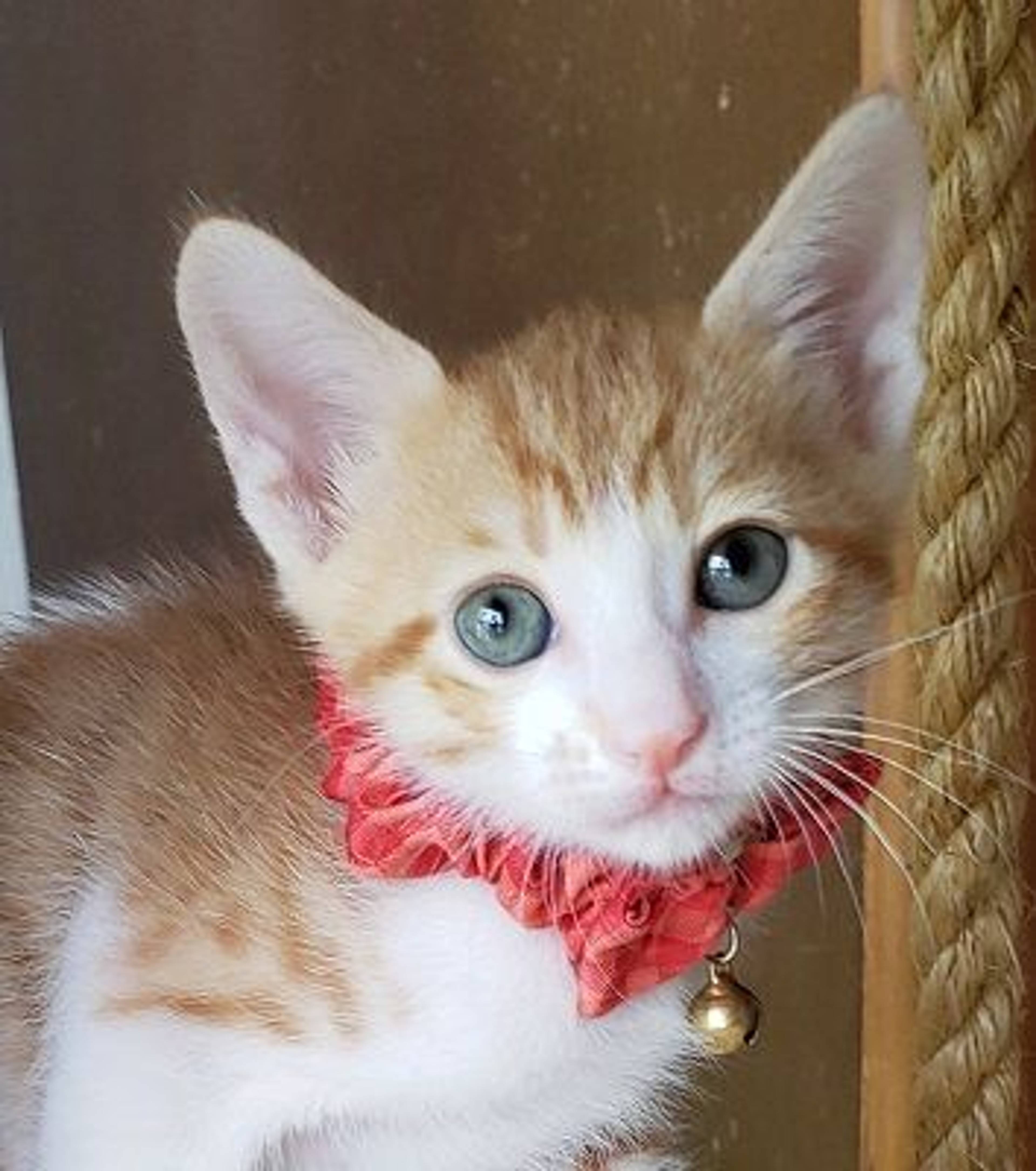 雑種（ミックス猫）・オスの里親募集の写真