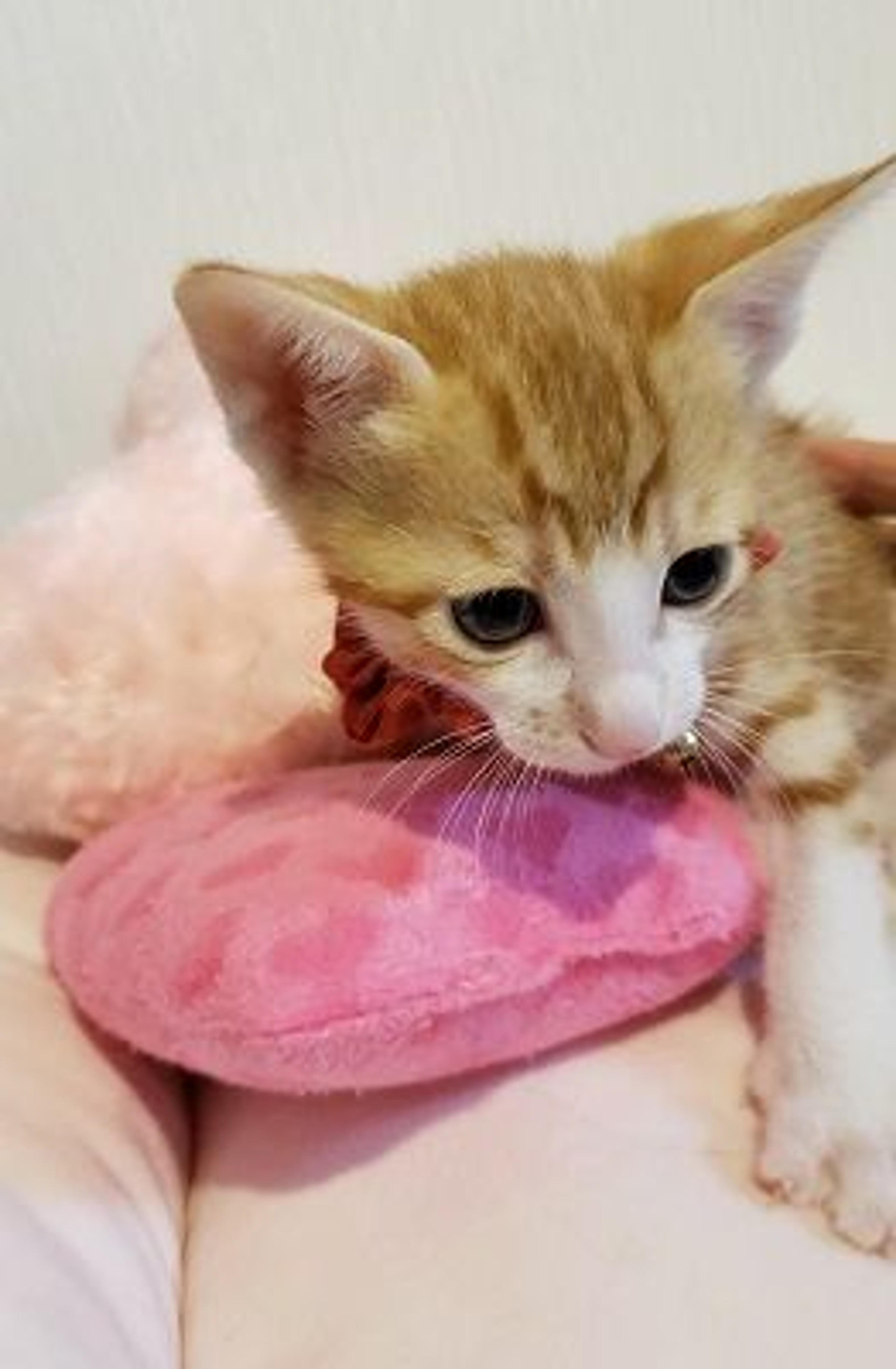 pet-image-2