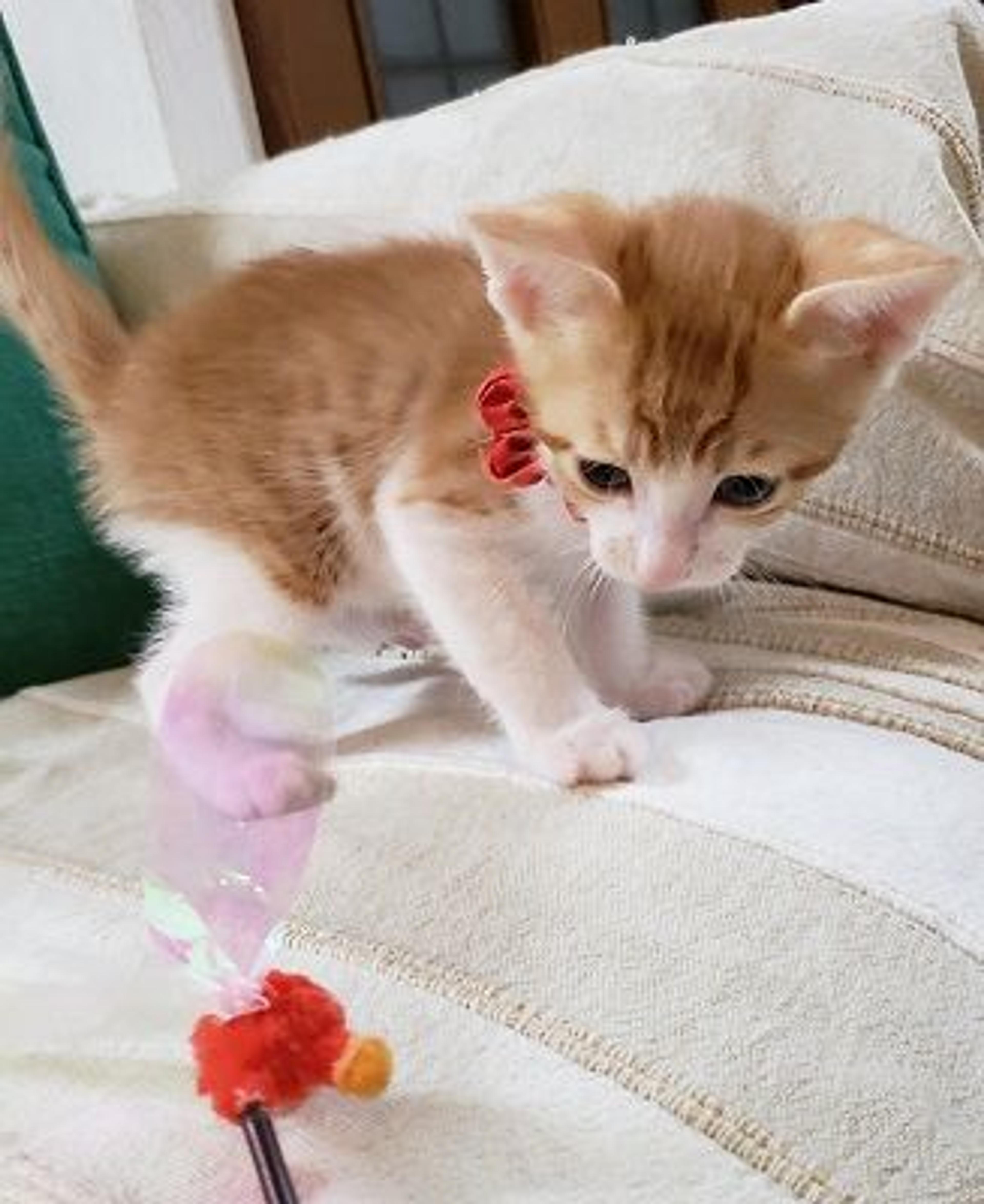 pet-image-3
