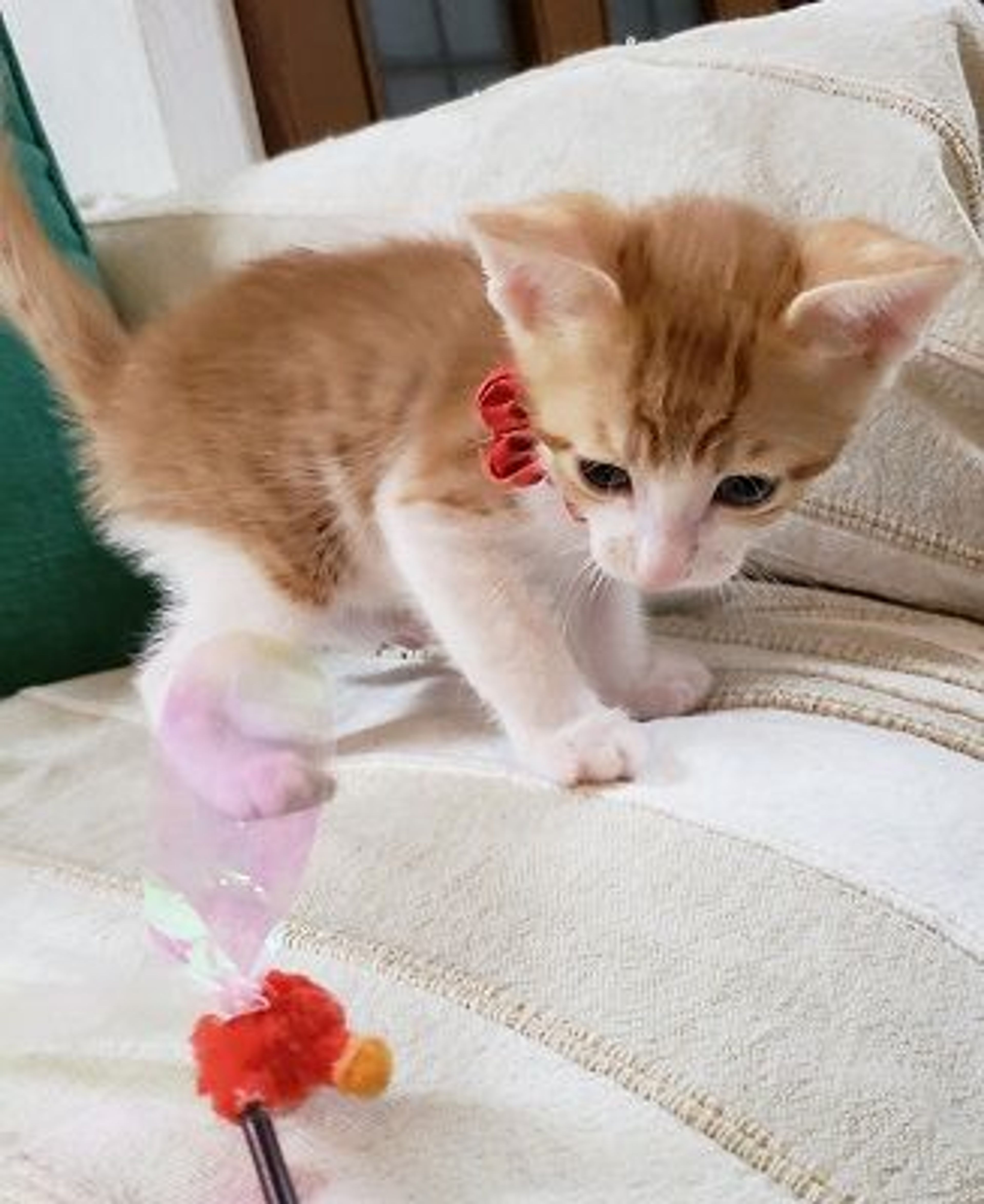 pet-image-3
