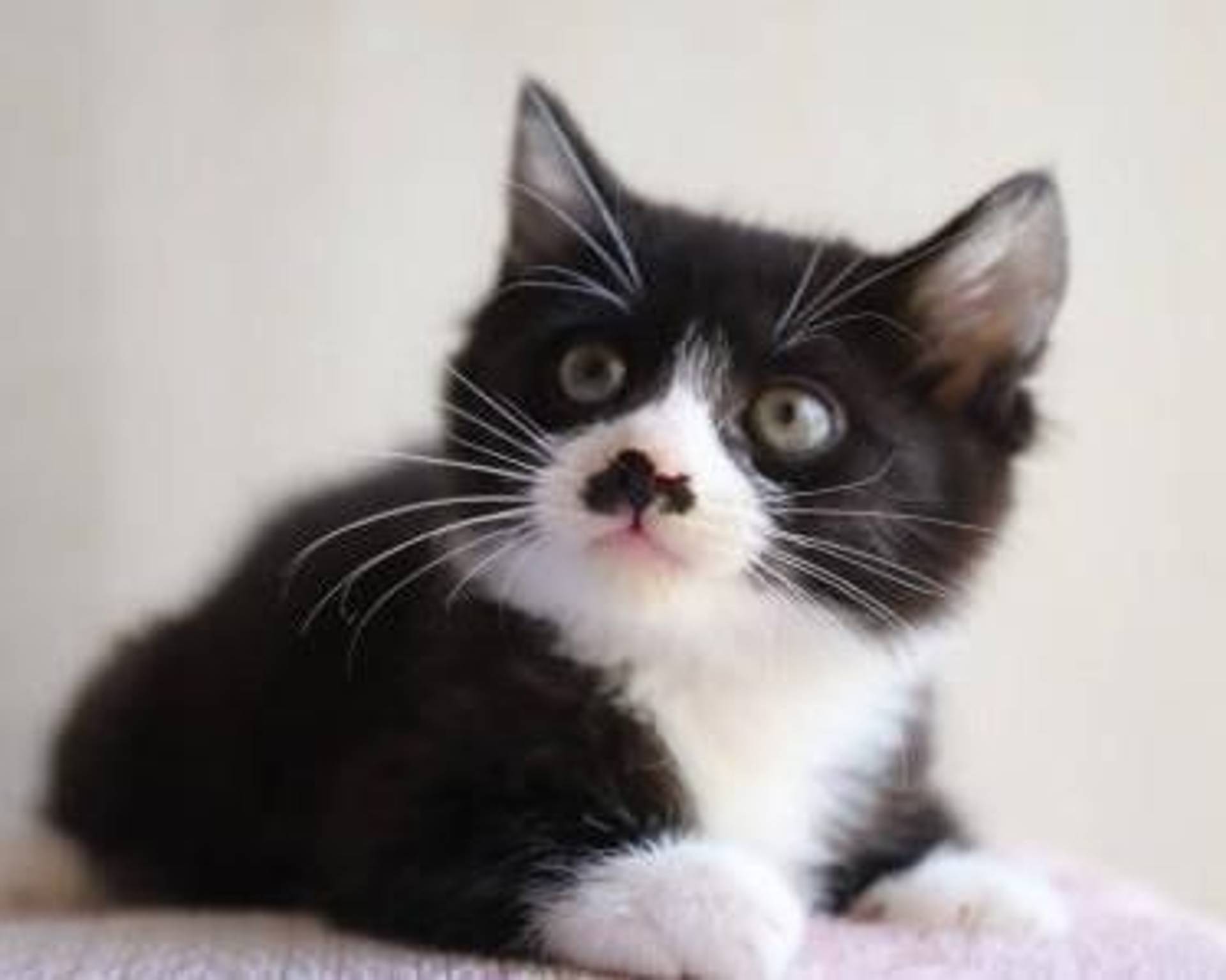 雑種（ミックス猫）・オスの里親募集の写真