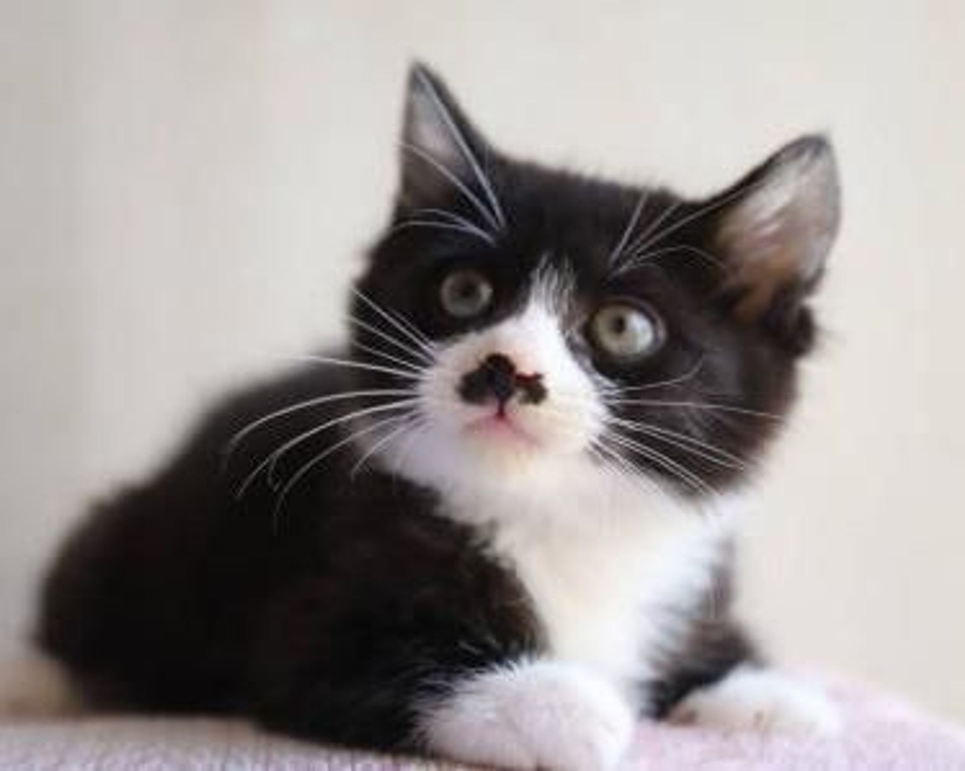 雑種（ミックス猫）・オスの里親募集の写真