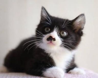 チニタ