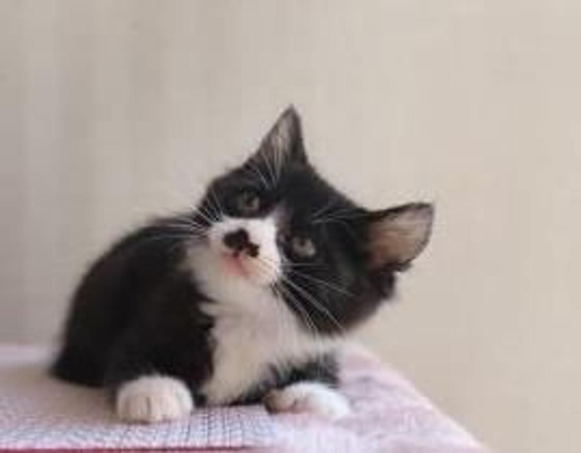 pet-image-2