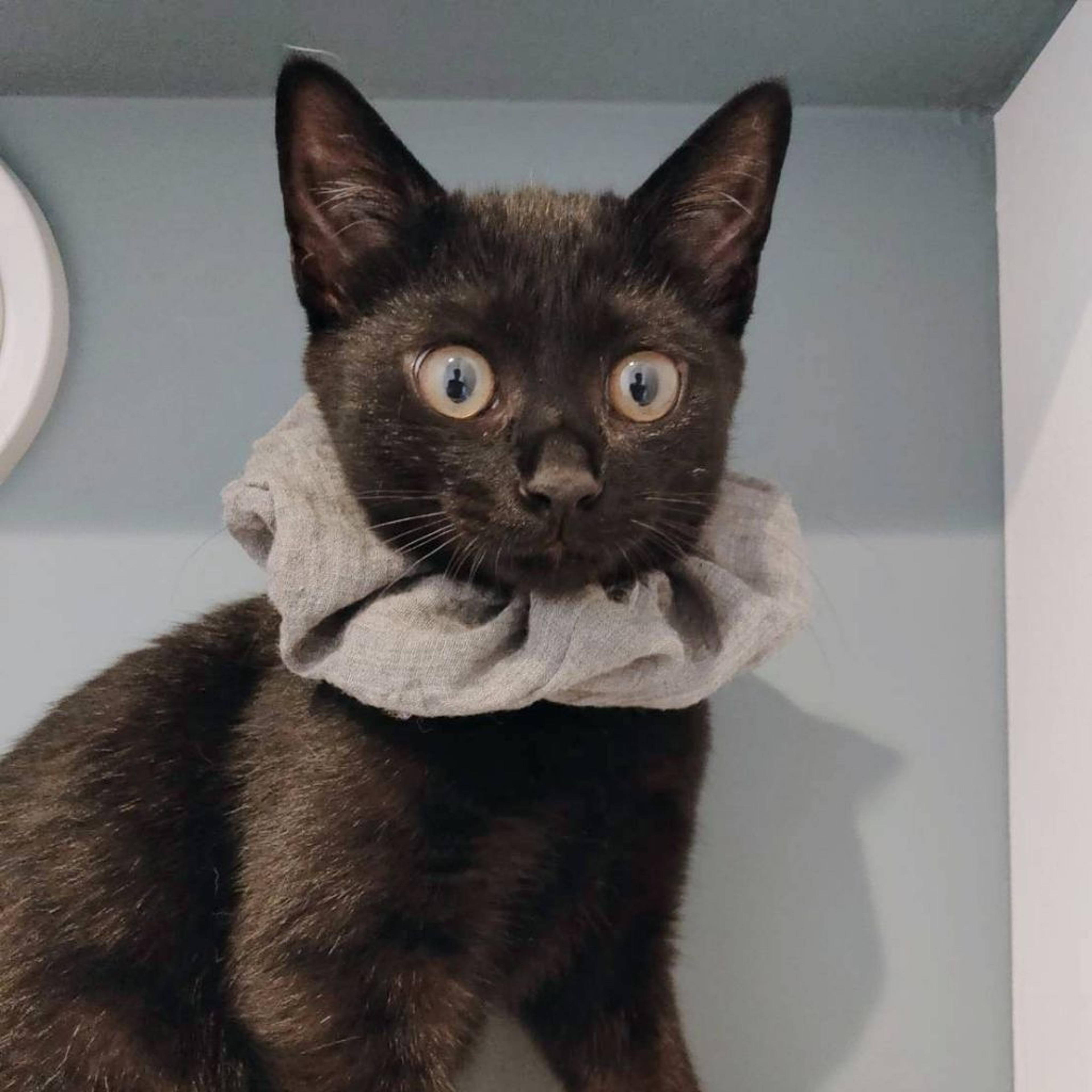 pet-image-3