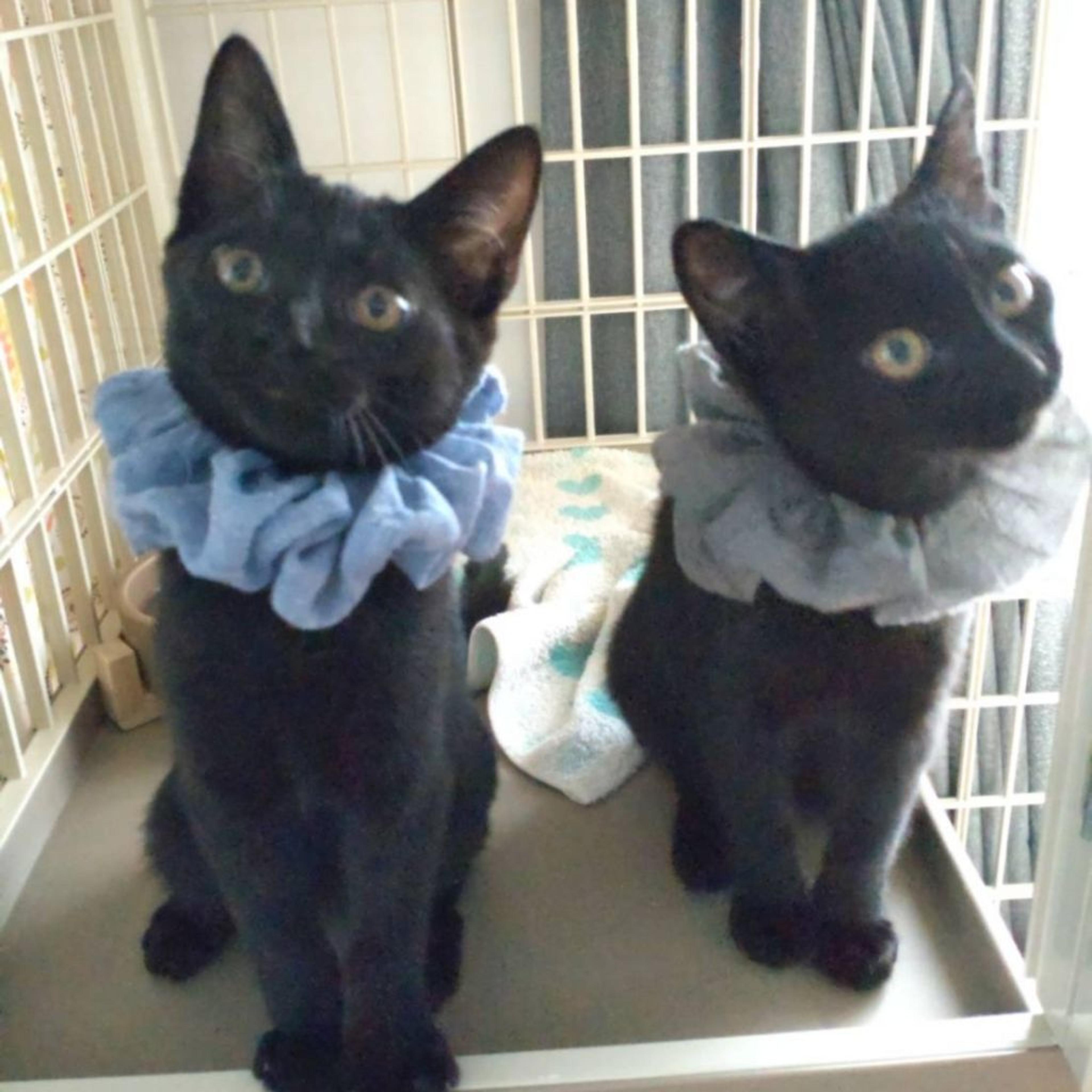 pet-image-5