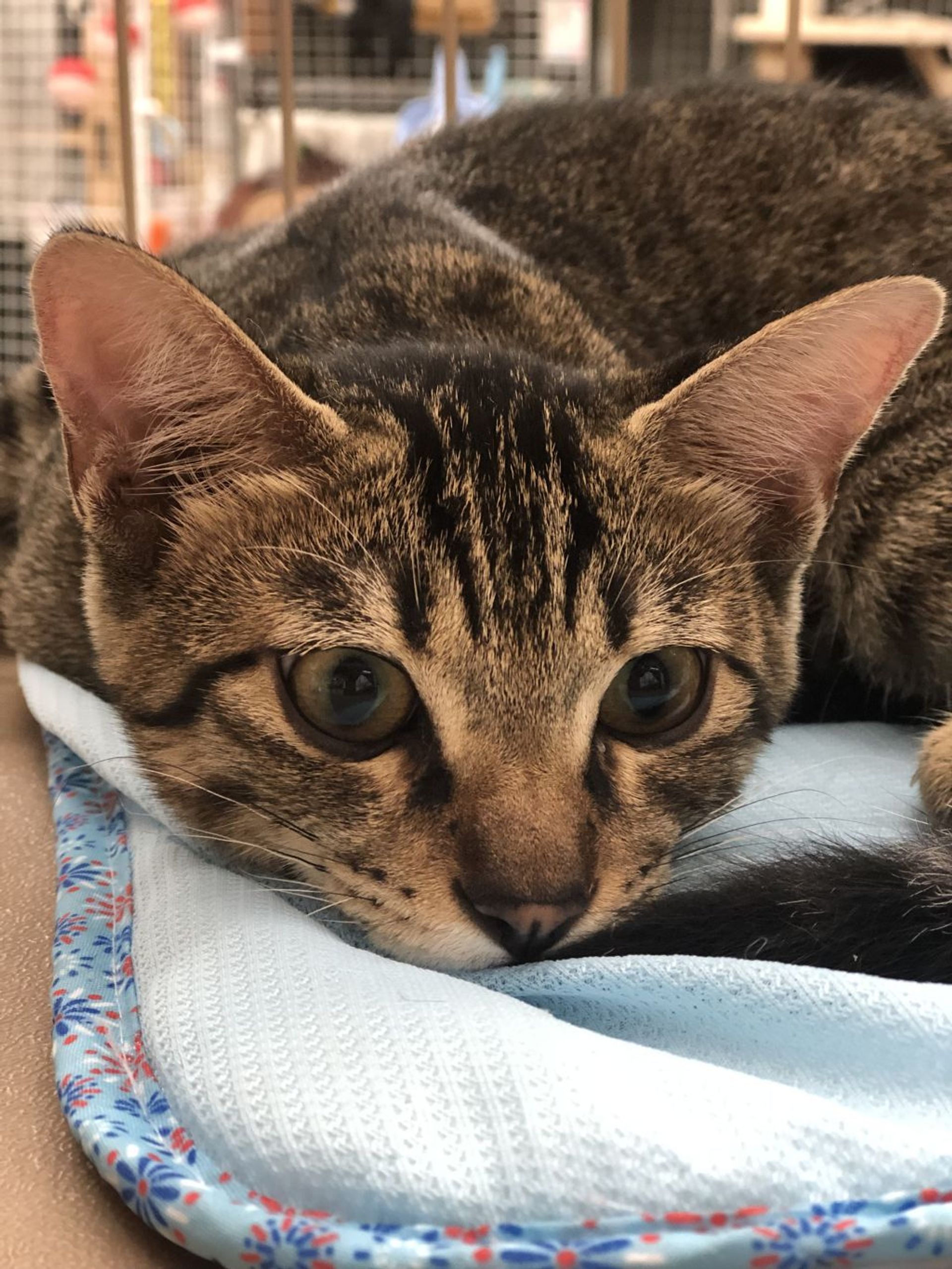 雑種（ミックス猫）・オスの里親募集の写真