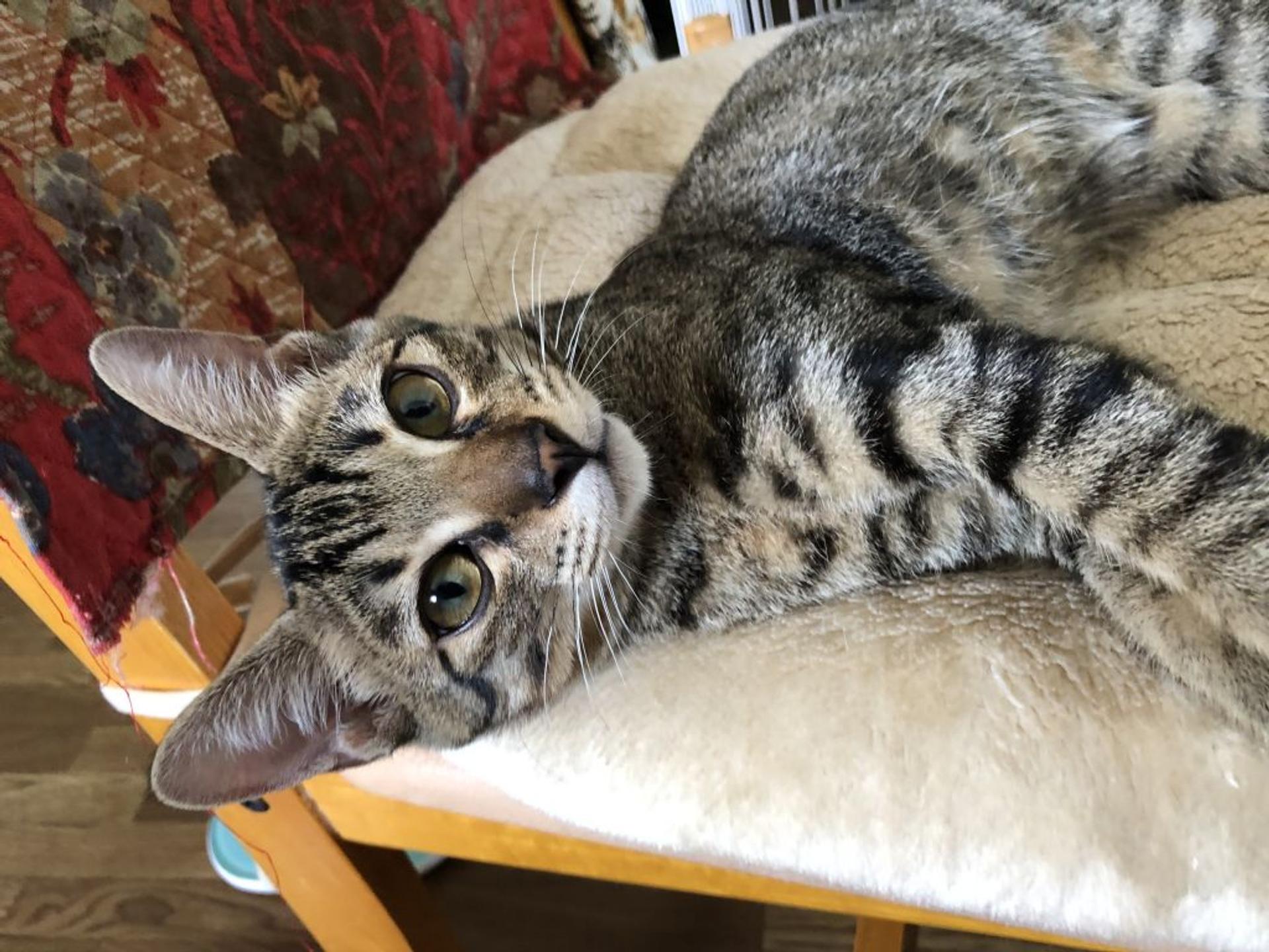 pet-image-3