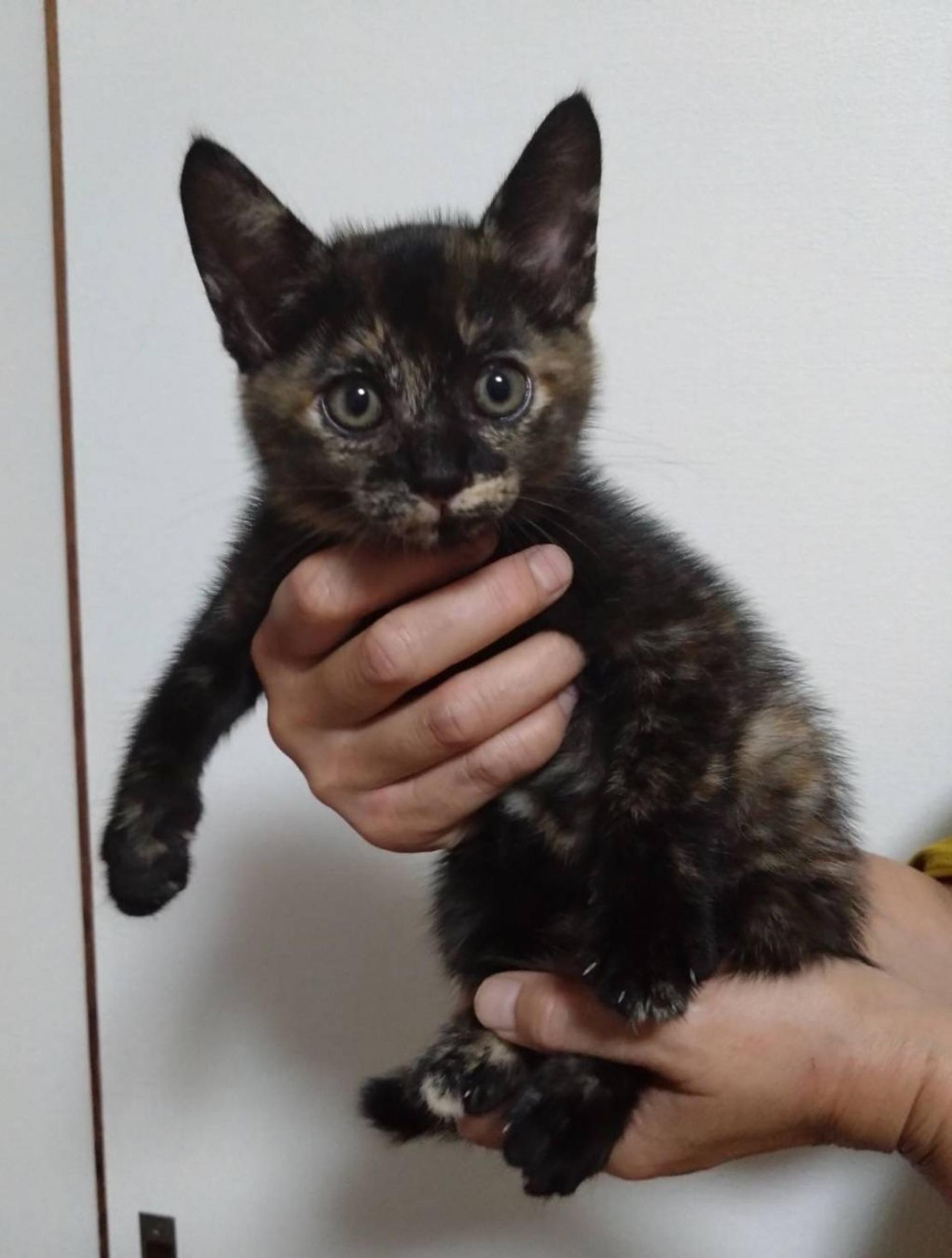 pet-image-4
