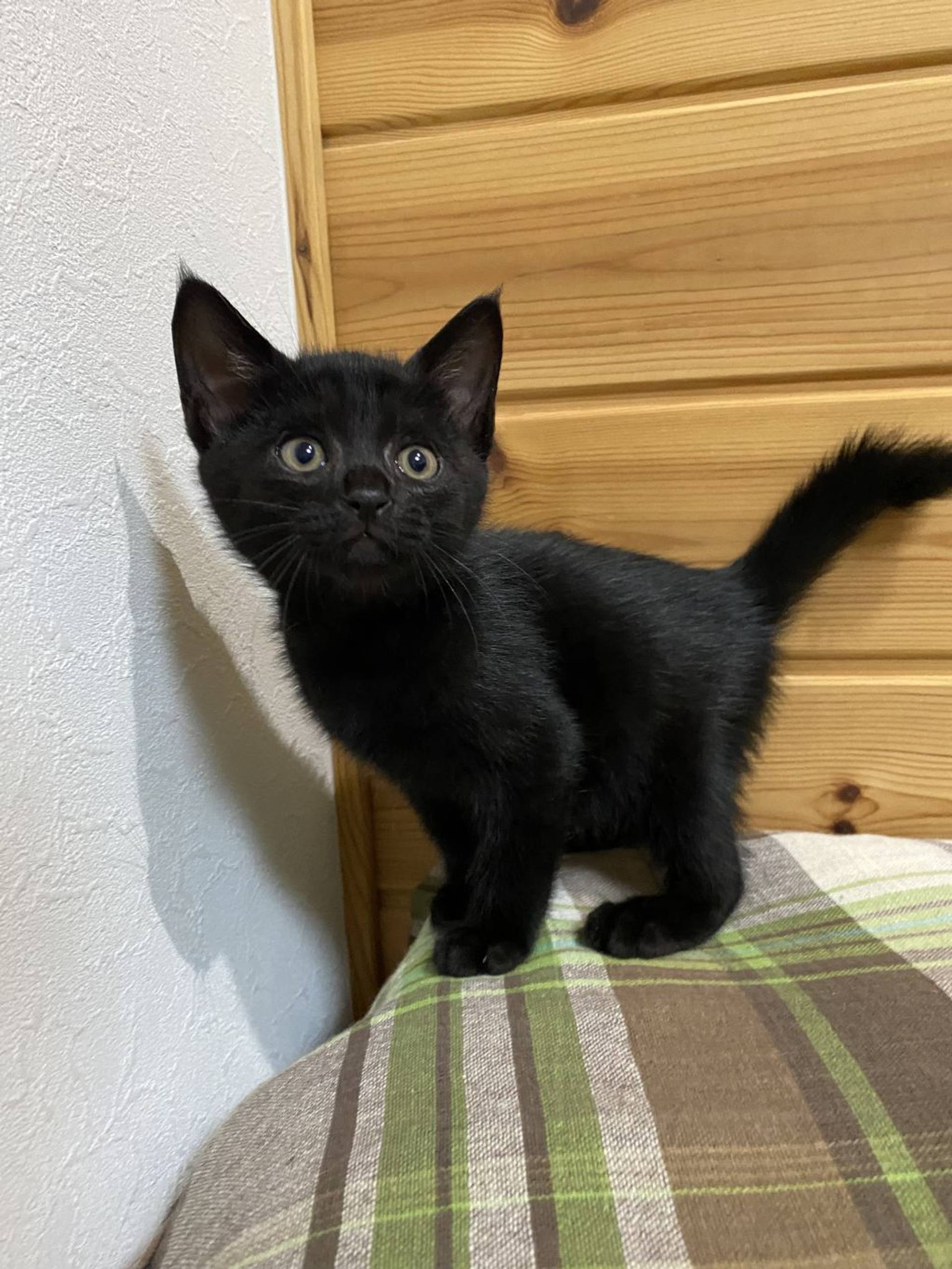 雑種（ミックス猫）・オスの里親募集の写真