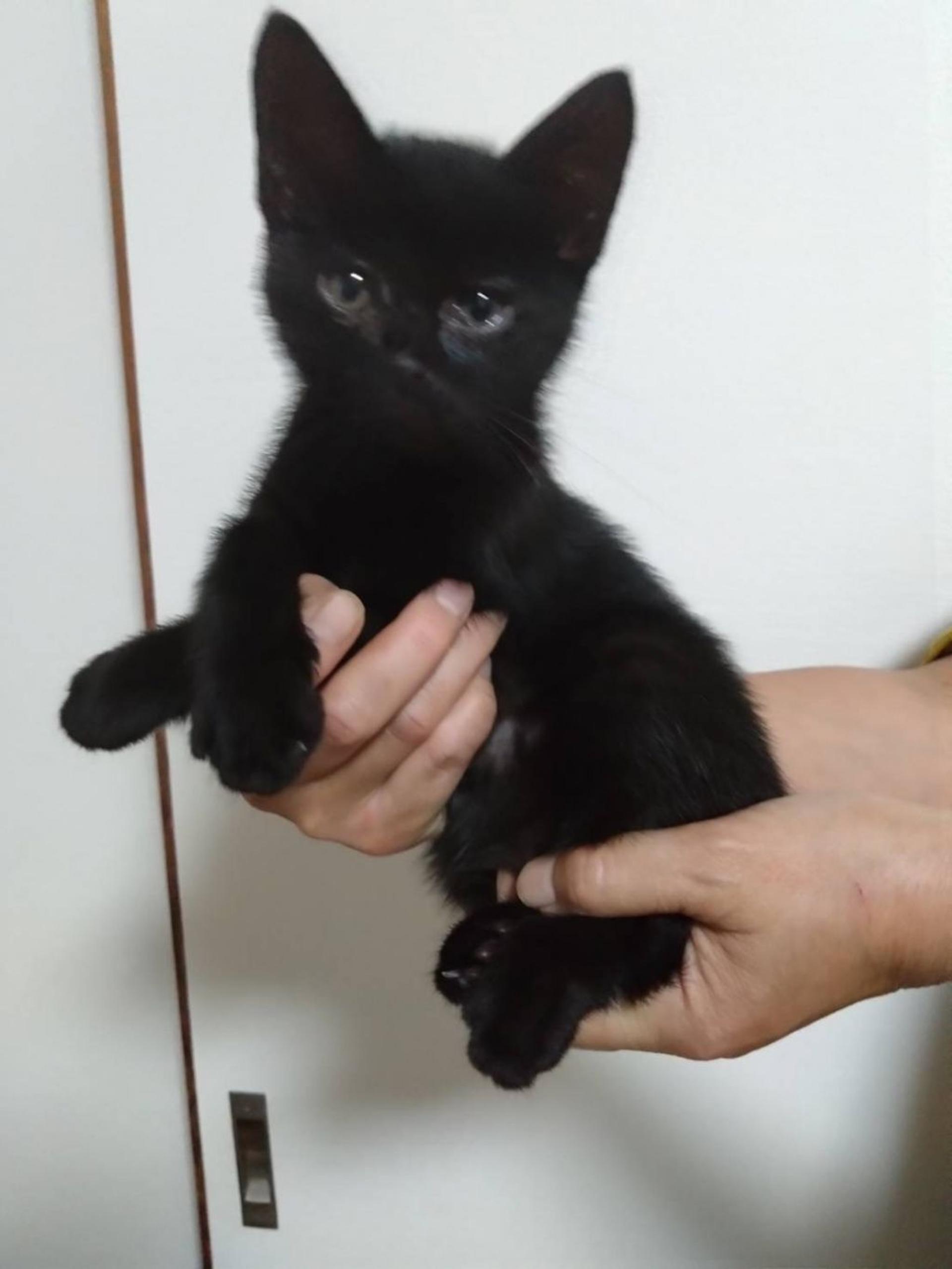 pet-image-3