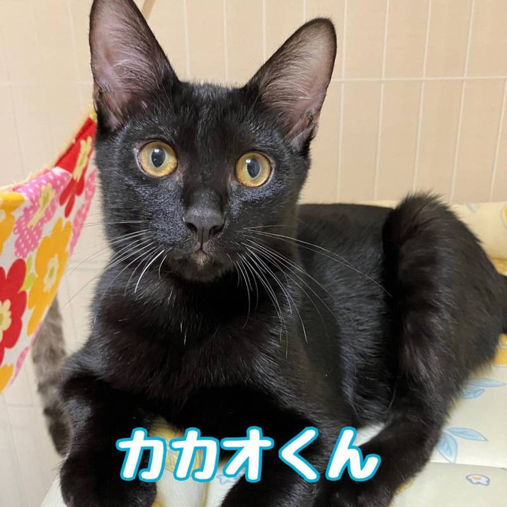 雑種（ミックス猫）・オスの里親募集の写真