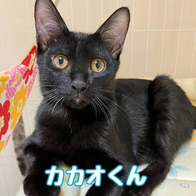 カカオの写真