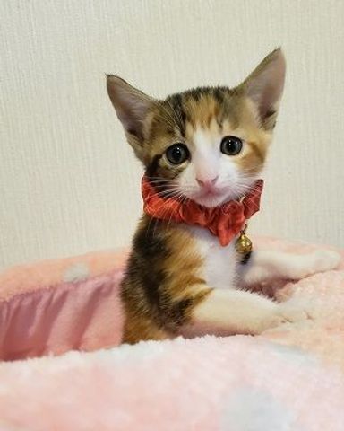 まゆの写真
