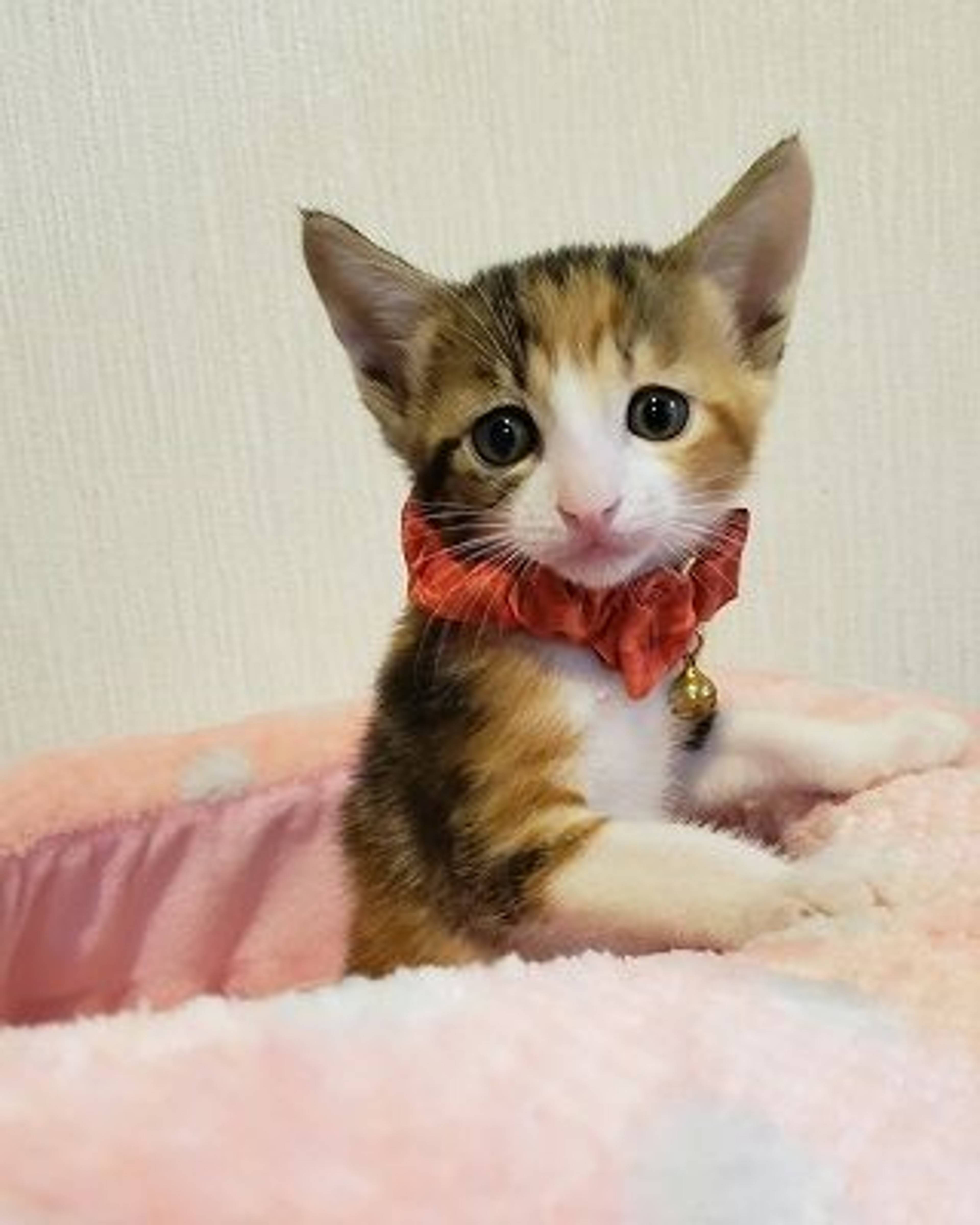 雑種（ミックス猫）・メスの里親募集の写真