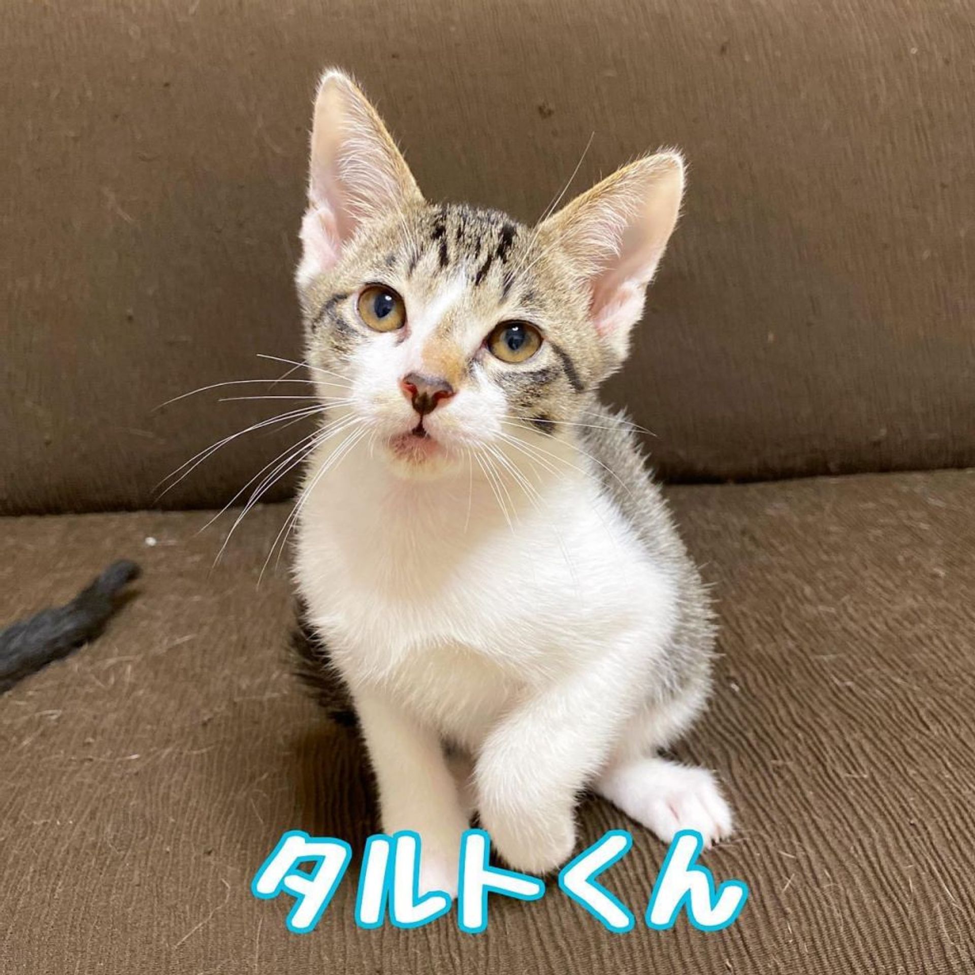 雑種（ミックス猫）・オスの里親募集の写真