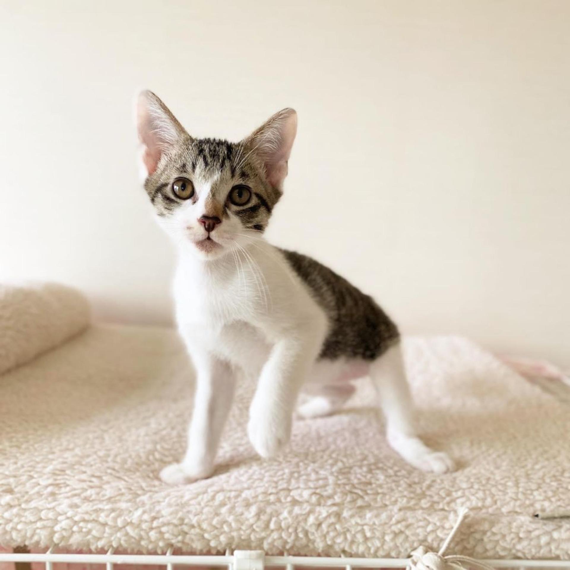 pet-image-3