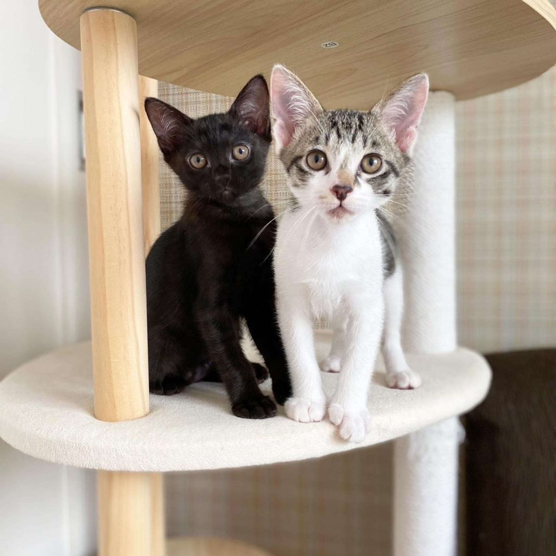pet-image-5
