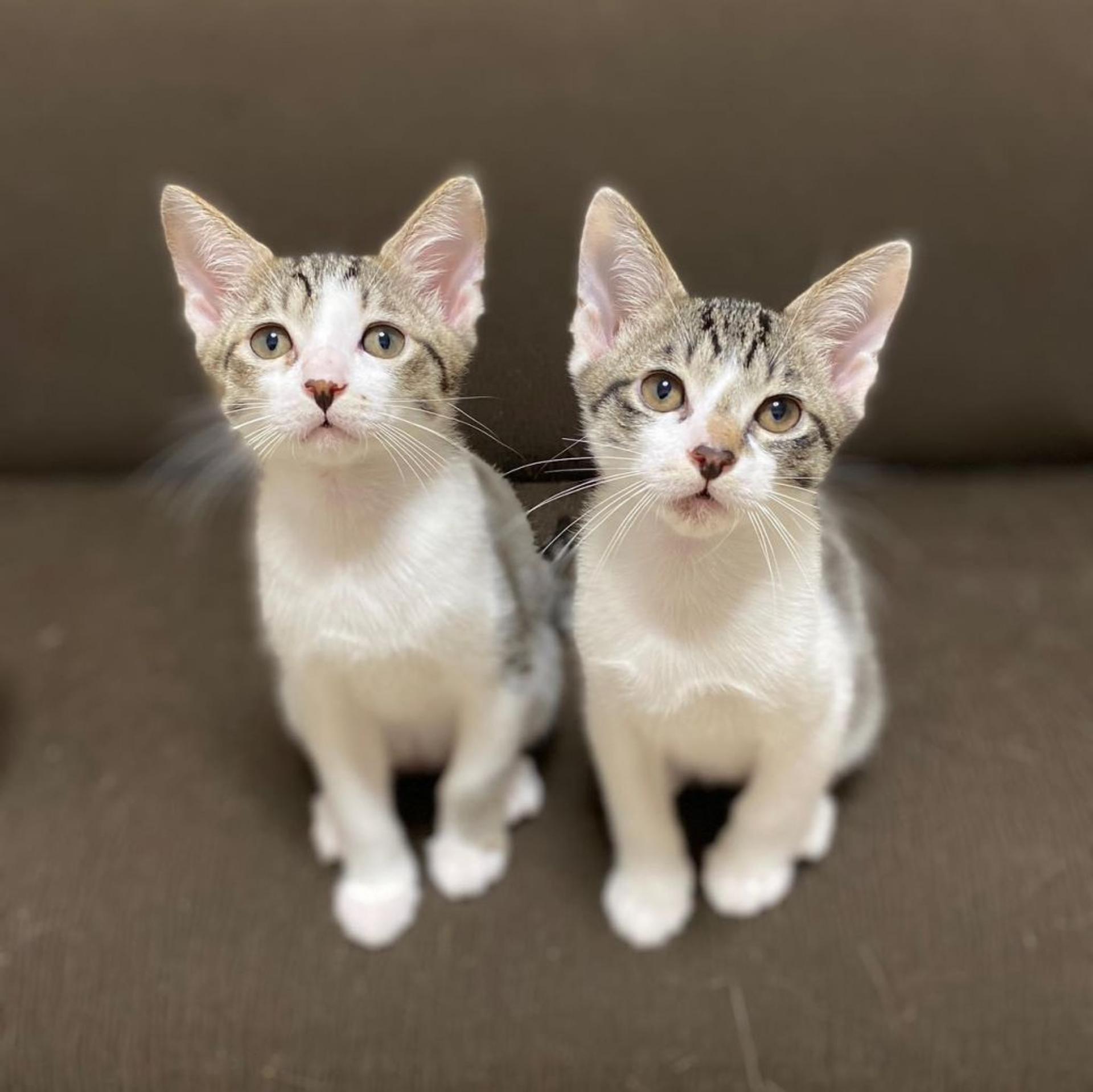 pet-image-6