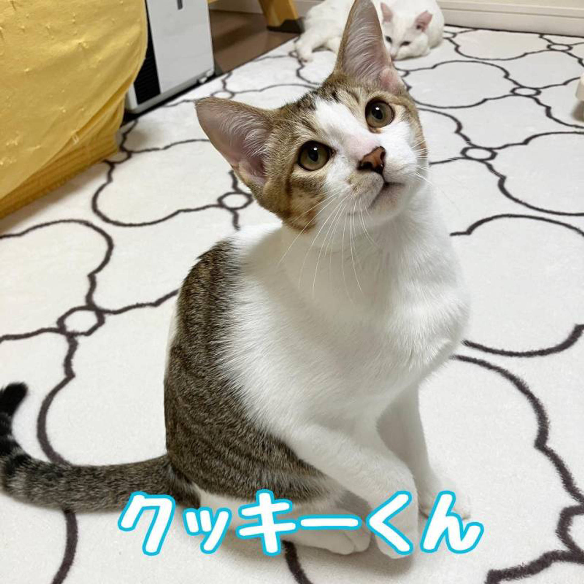 雑種（ミックス猫）・オスの里親募集の写真