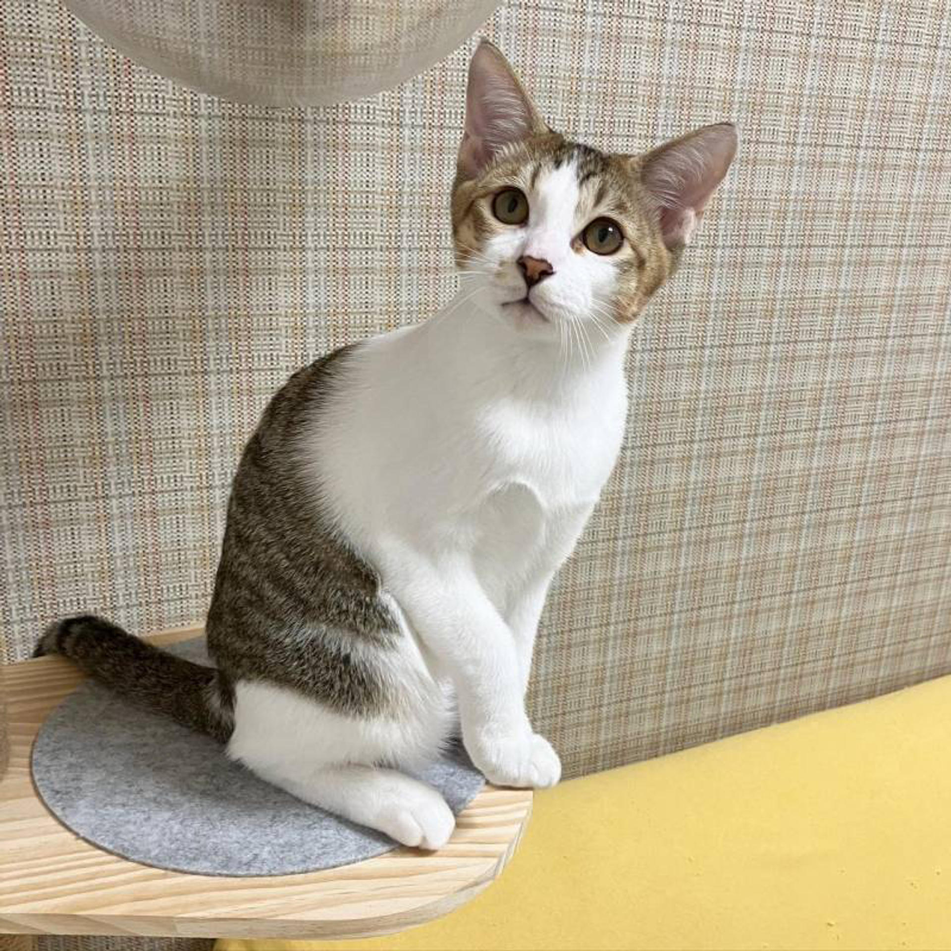 pet-image-3