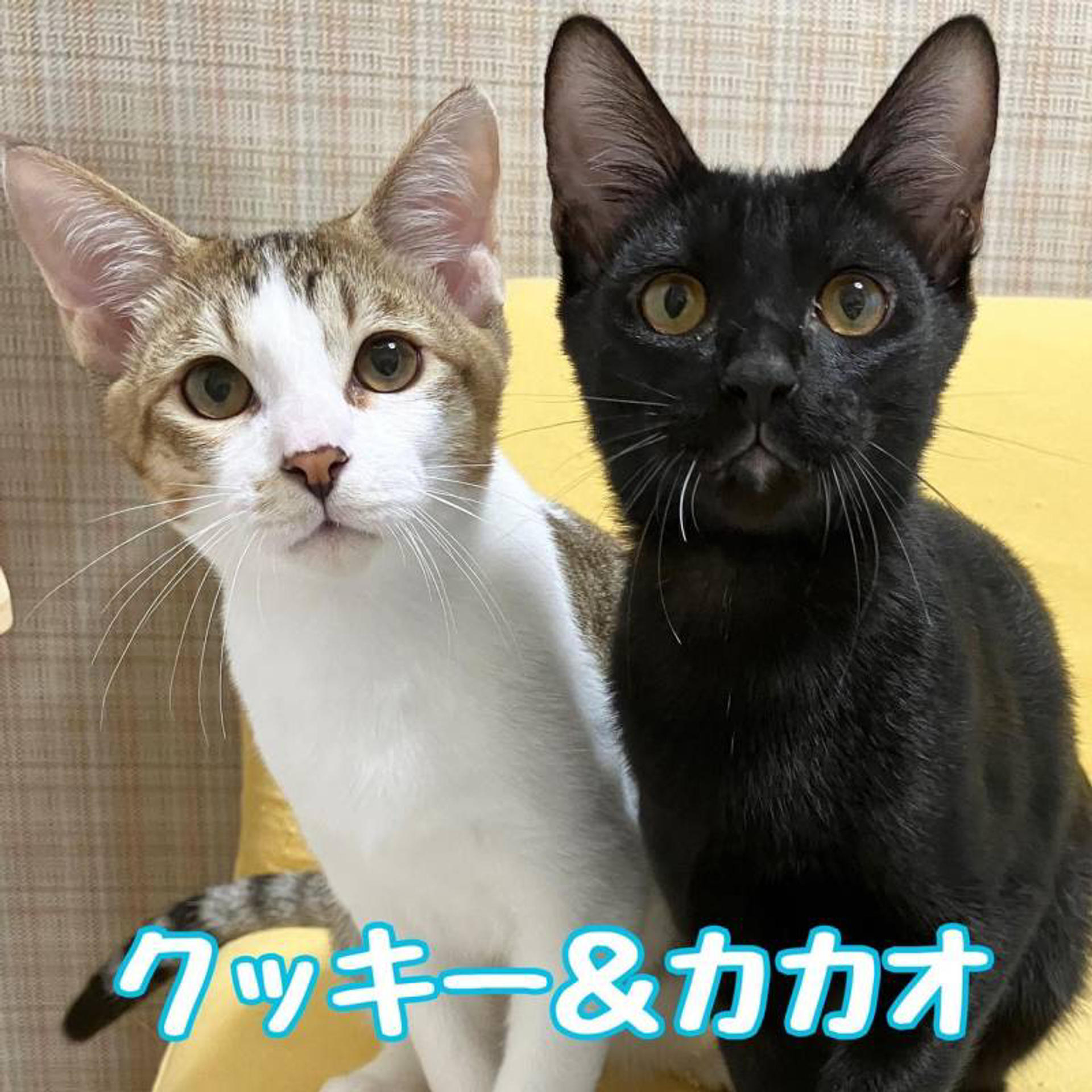 pet-image-4